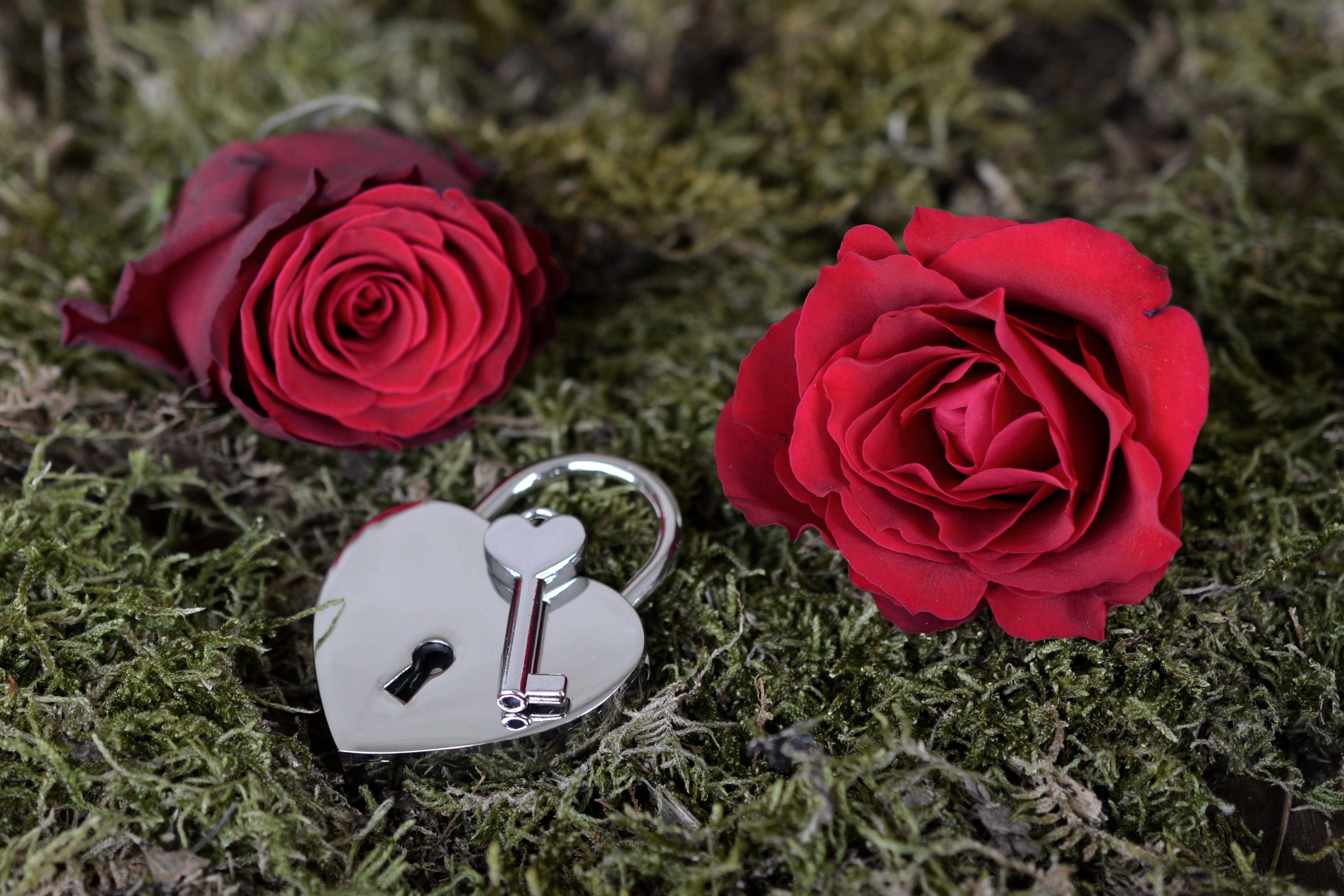 day, two, wedding day, high angle view, fragility, key, blossom, romance, 5K, no people, relationship, red rose, valentines day, freshness, flower head, HD Wallpaper