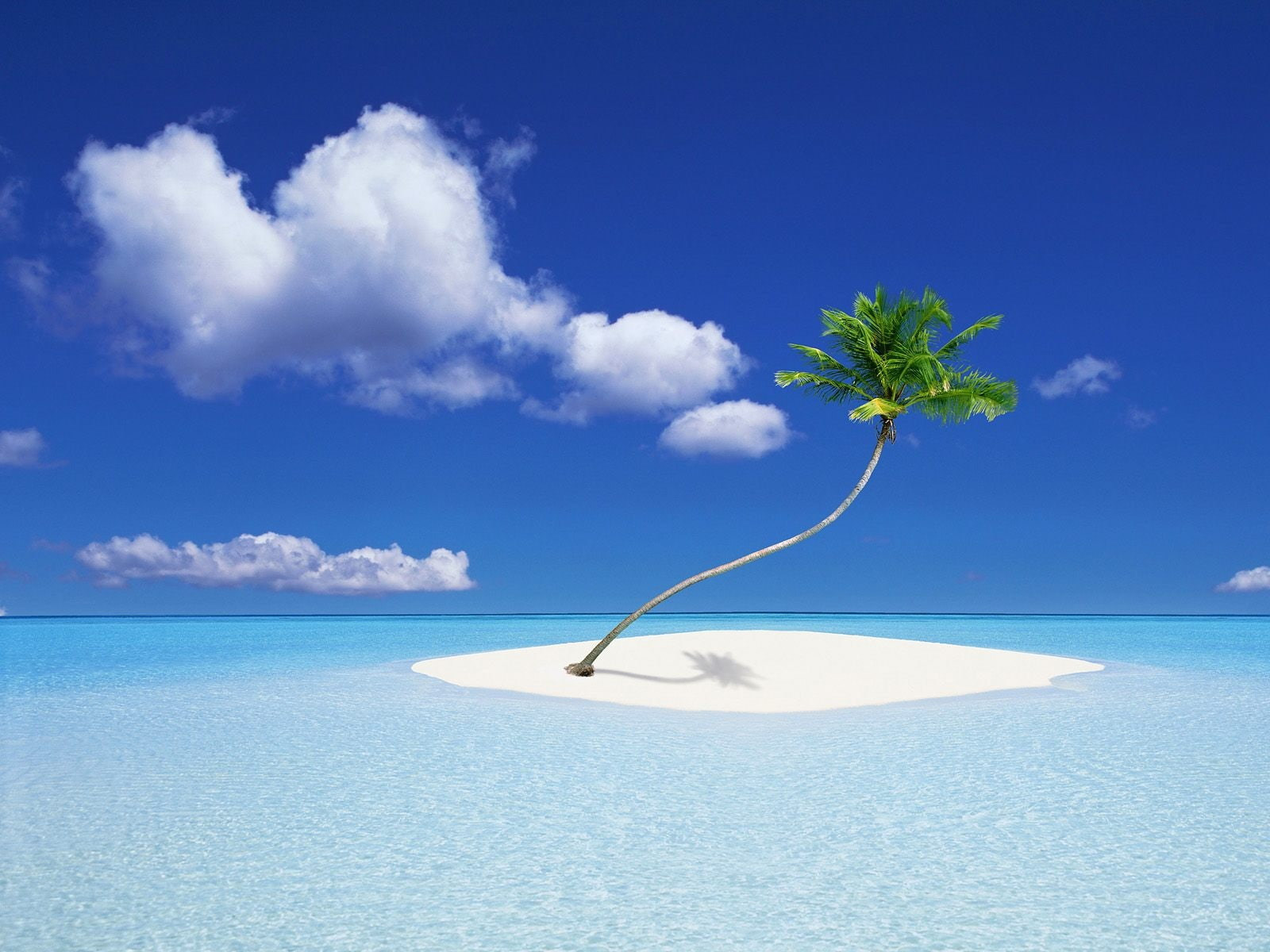 Island, 720P, Tree, Coconut, HD Wallpaper