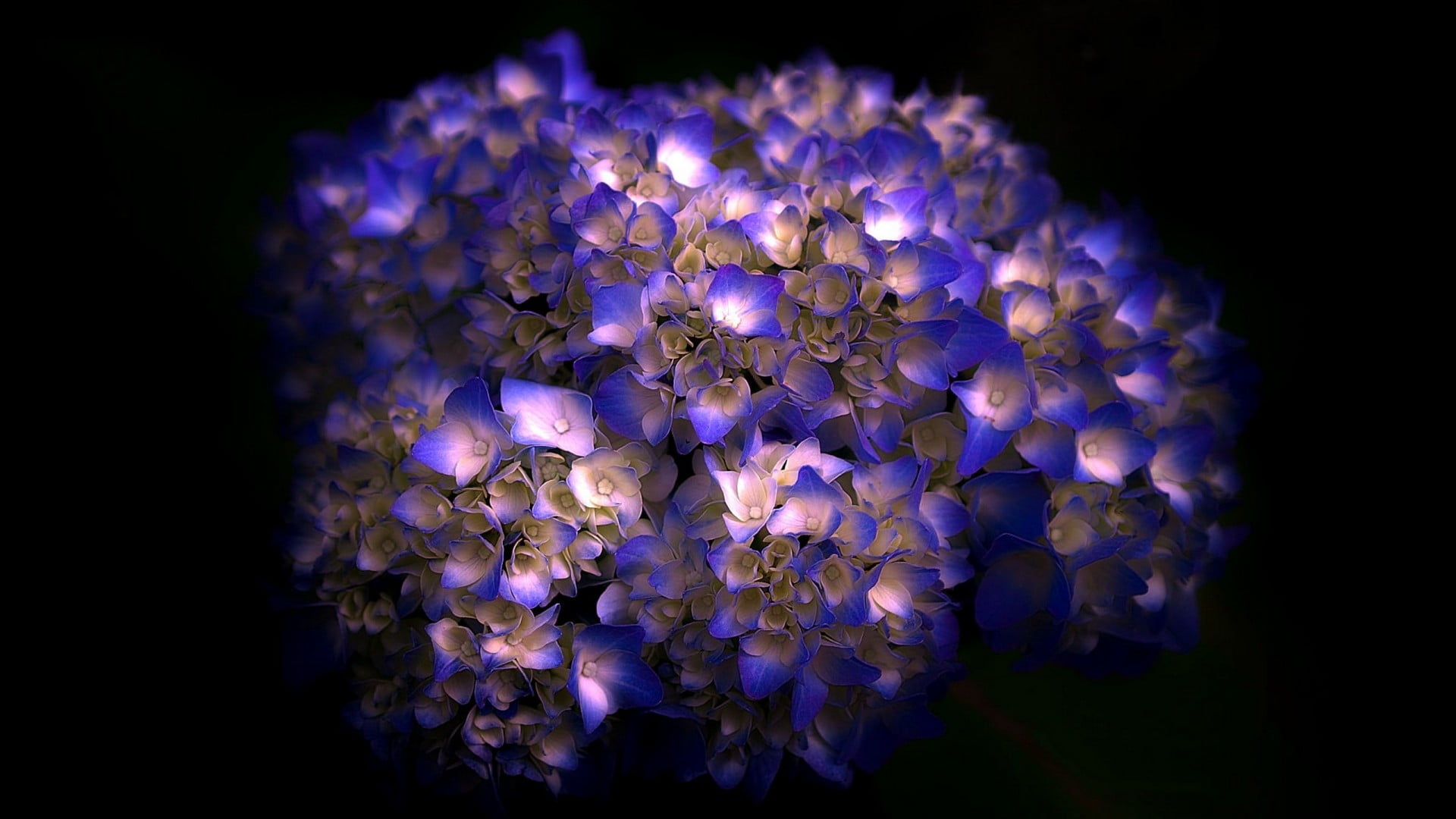 hydrangea, petal, plant, flower head, close, vulnerability, black background, freshness, studio shot, nature, generated, summer, color, bunch of flowers, HD Wallpaper