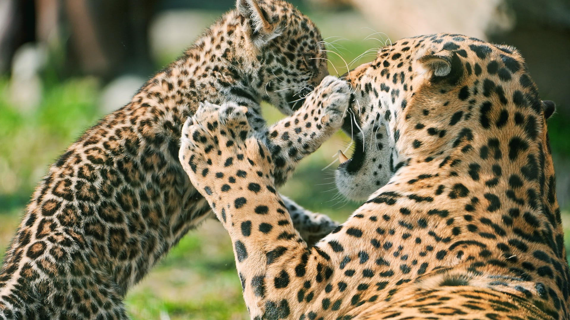 Leopard, Affection, 1080P, HD Wallpaper