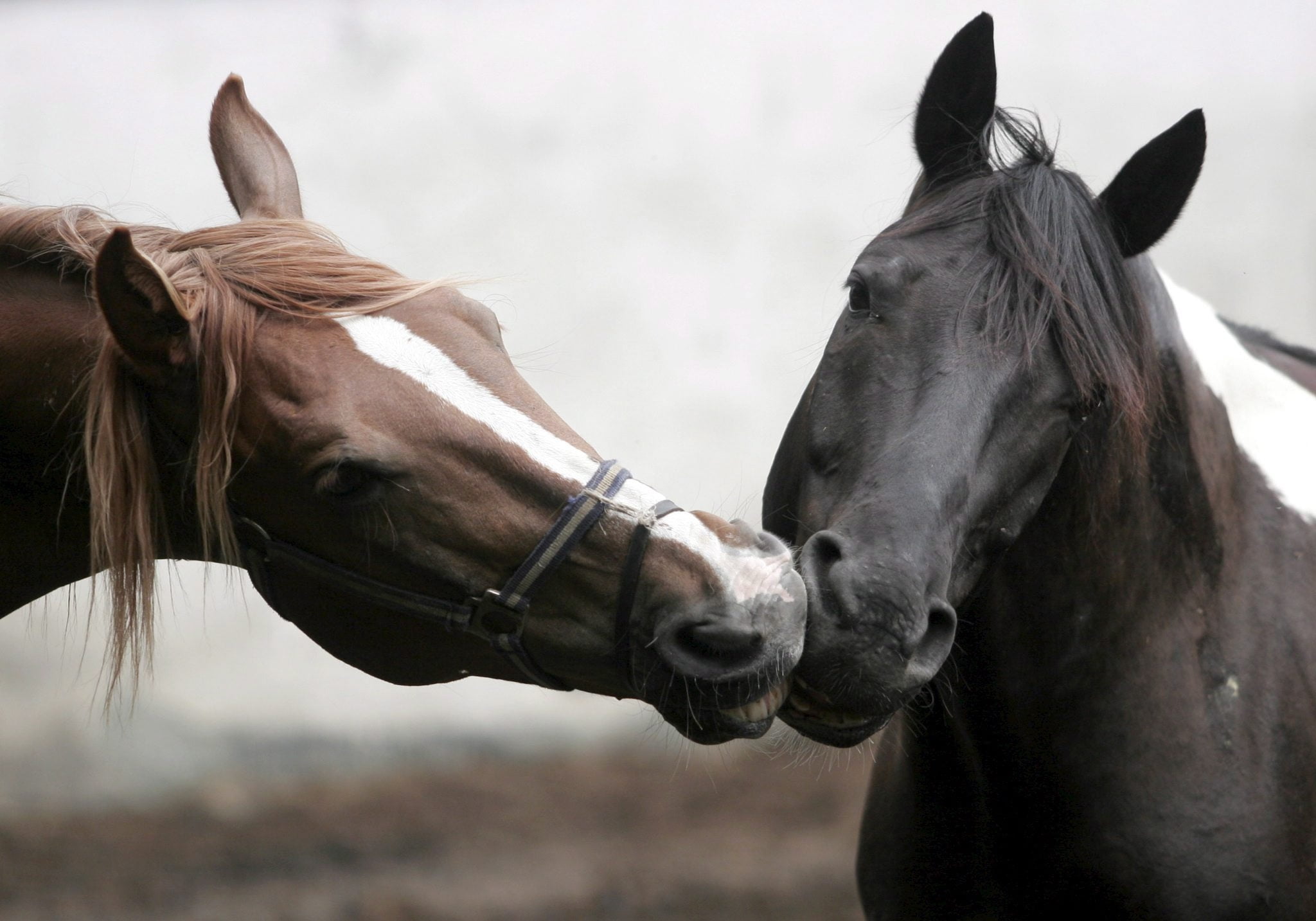 close-up, livestock, animal wildlife, kissing, bay Horse, portrait, field, no people, animal themes, working animal, steam, ranch, mane, affection, cute, HD Wallpaper