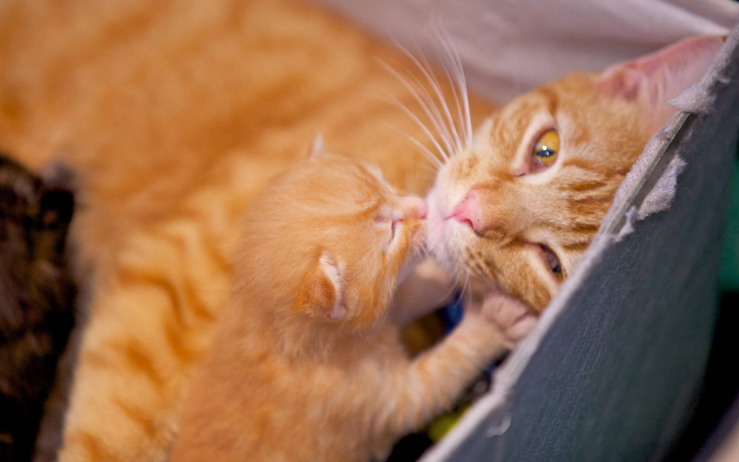 kiss, tabby, cat, mommy, kitten, orange, is a box, affection, 2K, animals, mother, cute, love, HD Wallpaper
