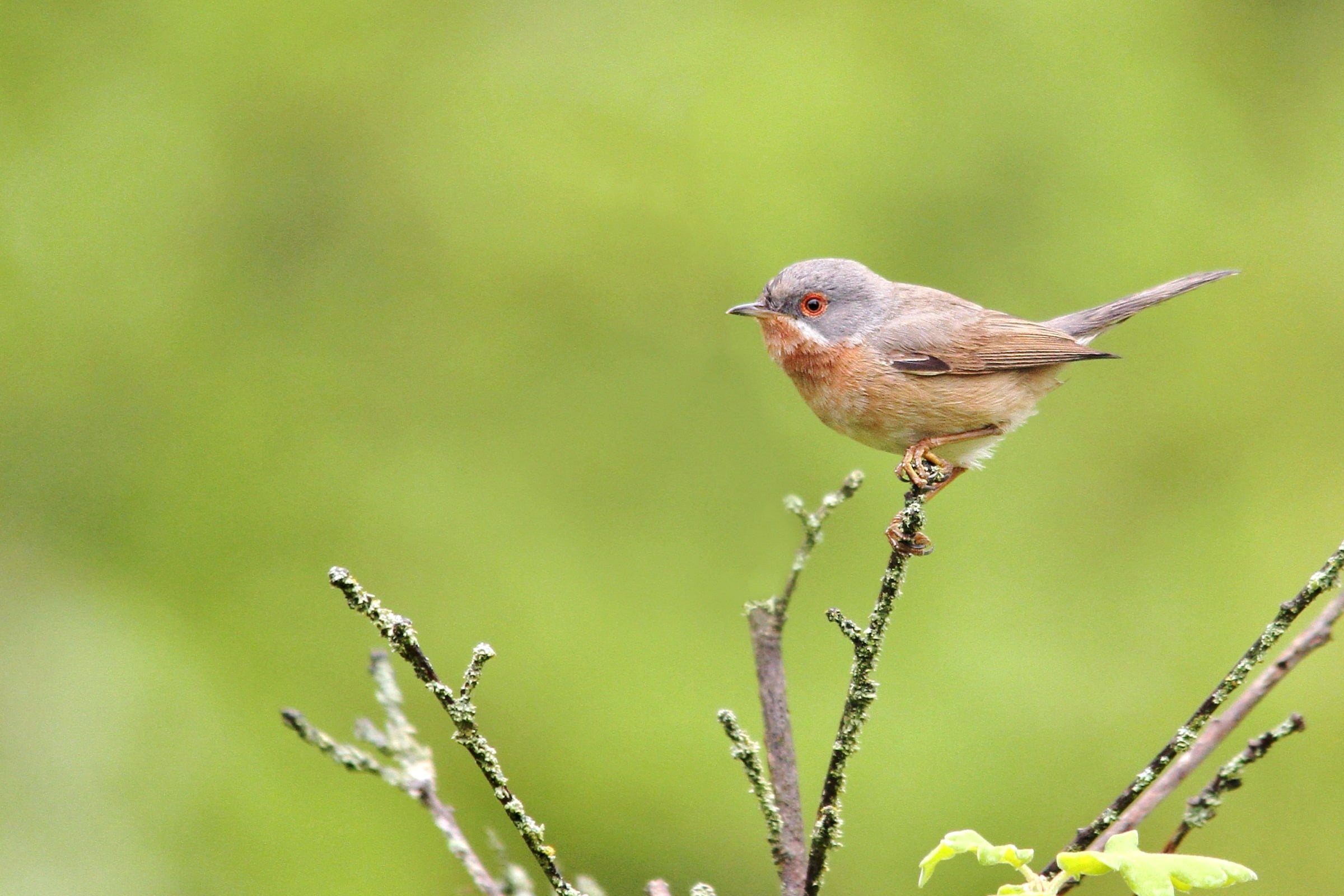 animal, short, black, bird, nature, plant, branch, outdoors, bird Watching, perching, 1080P, beaked, photography, depth, depth of field, field, brown, HD Wallpaper