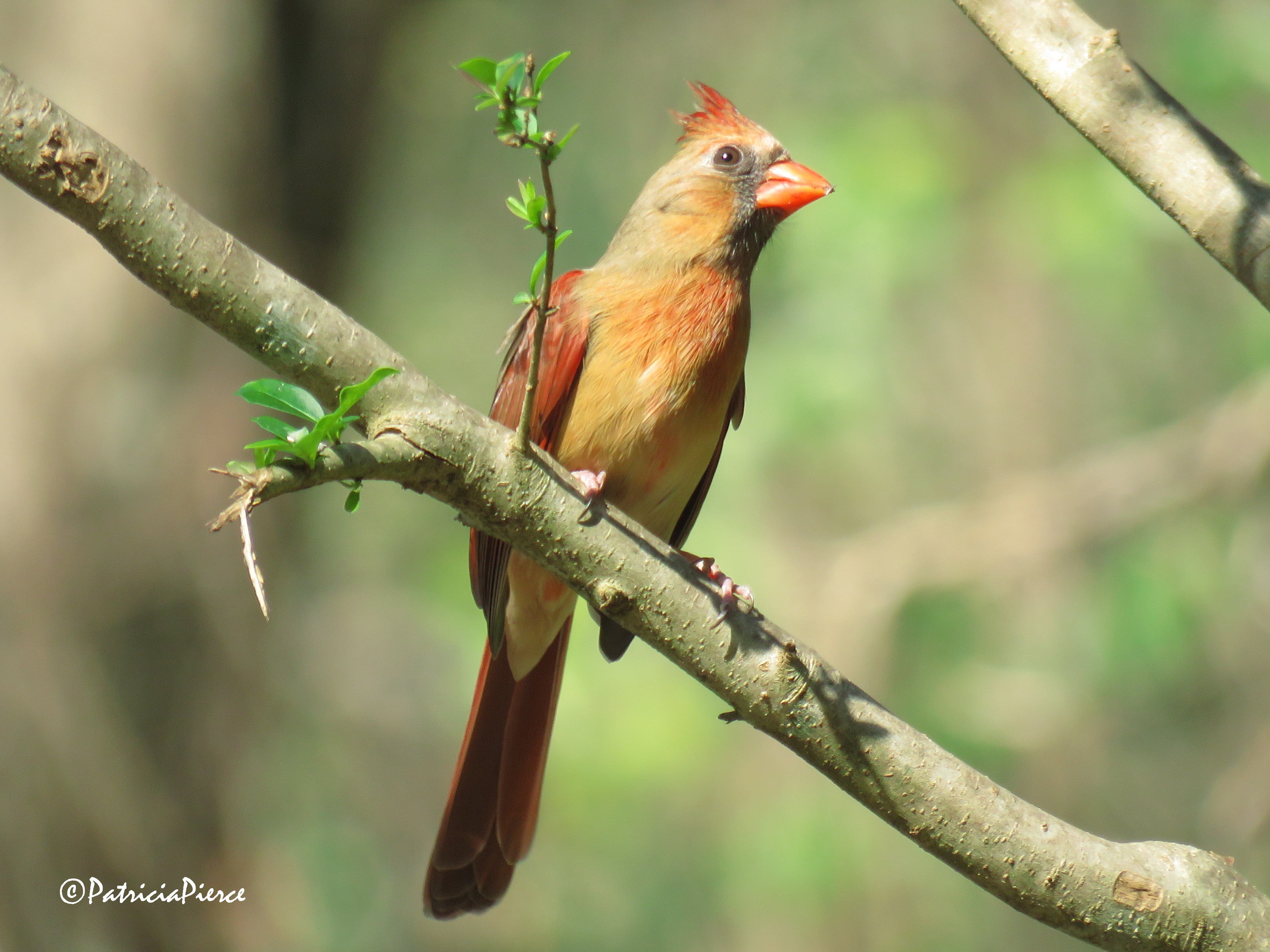 photography, northern, bird, focus, tree, brown, National Wildlife Federation, The Nature Conservancy, backyard, animals In The Wild, nature, female, shallow, HD Wallpaper
