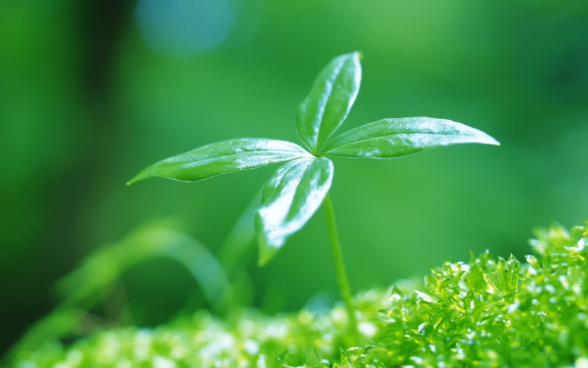 newly, Green, 1080P, Leaves, Sprouting, HD Wallpaper
