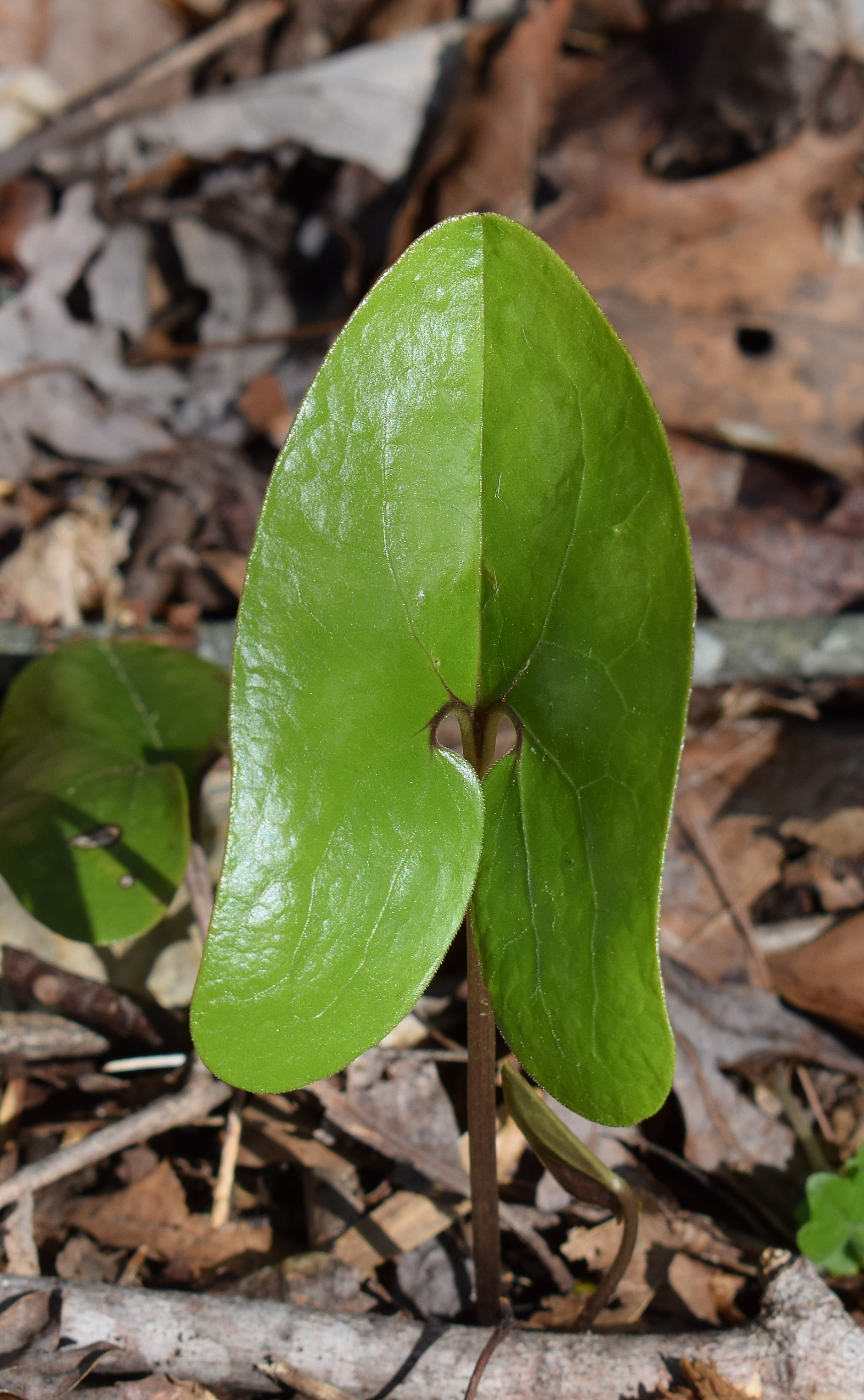 land, foliage, forest, no people, heart at center, vulnerability, ginger, day, focus on foreground, outdoors, ginger asarum shuttleworthii, natural, 2K, Phone HD Wallpaper
