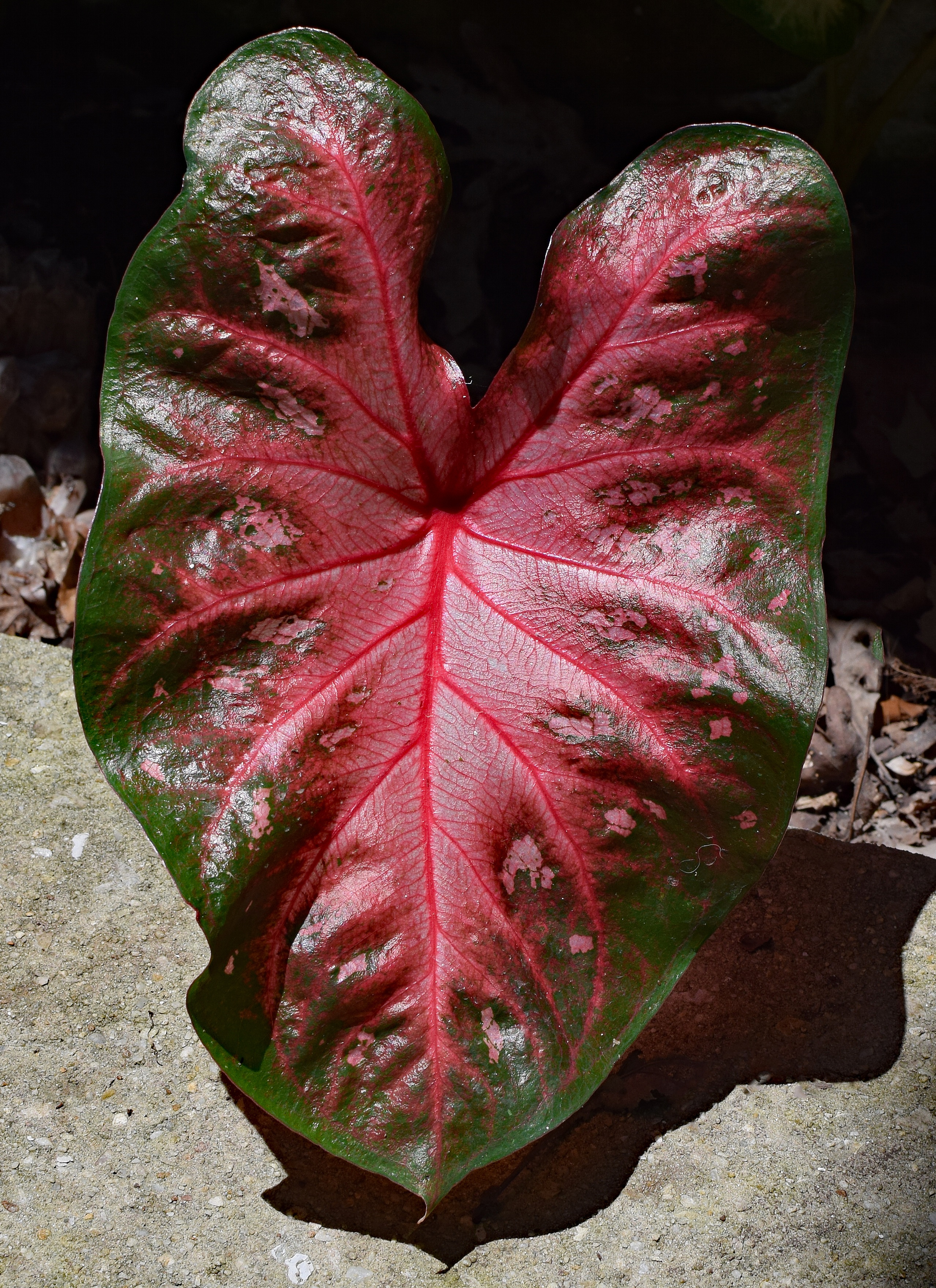 red, 2K, close-up, vulnerability, growth, green, no people, leaf vein, outdoors, pink, petal, fragility, plant, high angle view, change, flower, botany, Phone HD Wallpaper