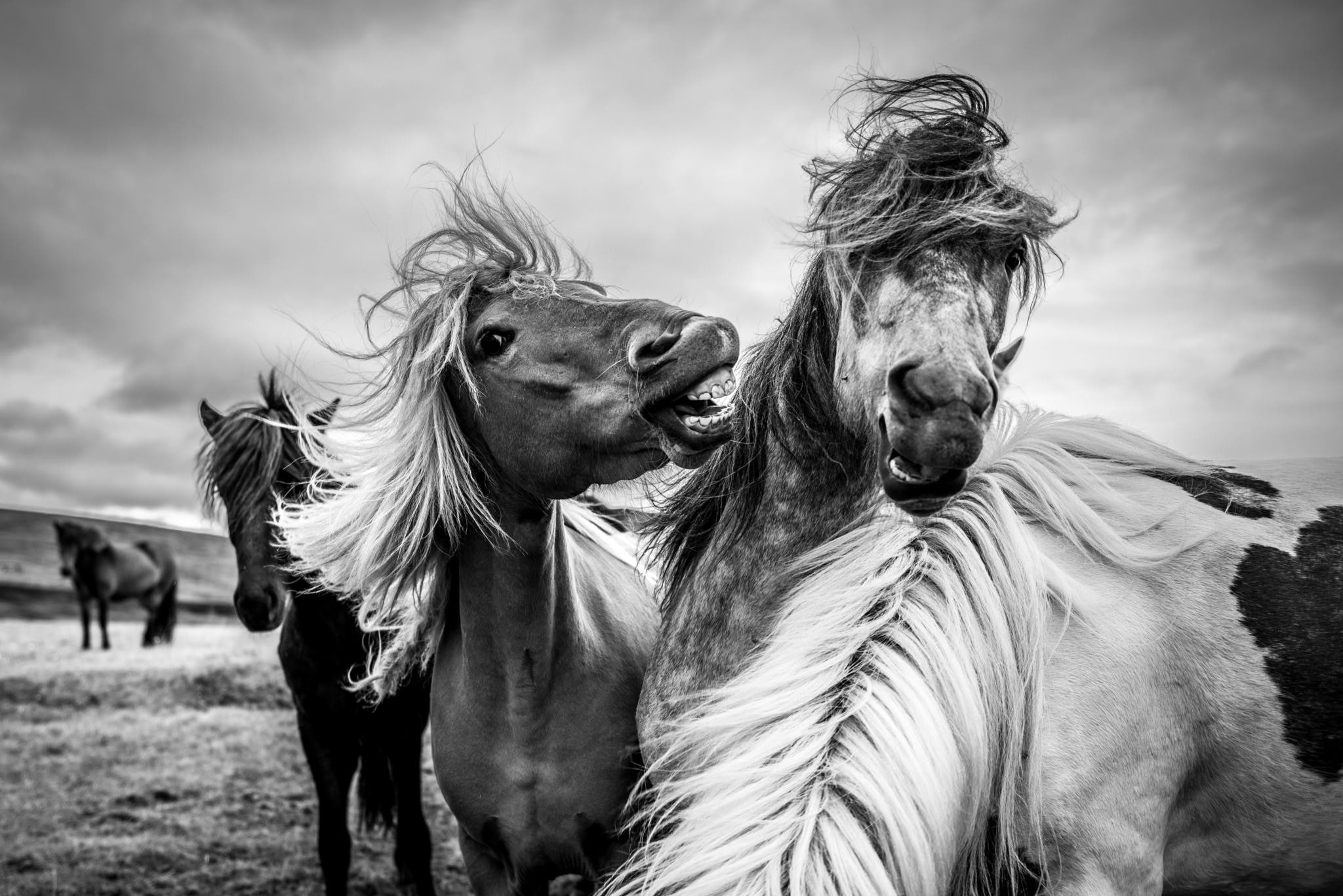 horses, nature, 1080P, monochrome, animals, couple, horse, 2048x1367, HD Wallpaper