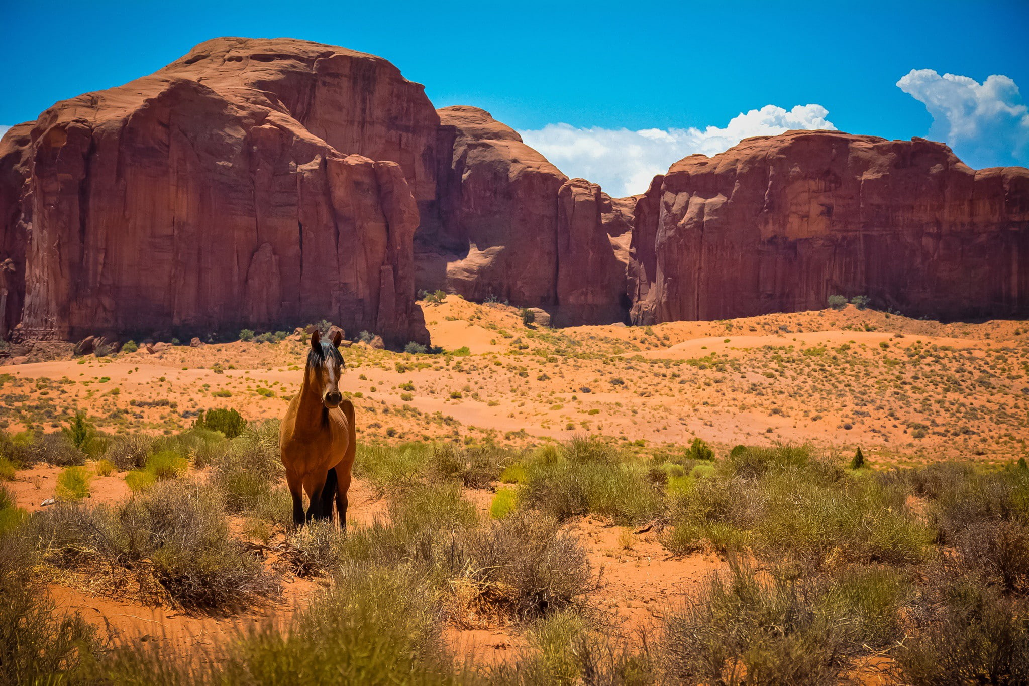 horse, nature, grass, desert, 2048x1367, sandstone, 1080P, landscape, HD Wallpaper