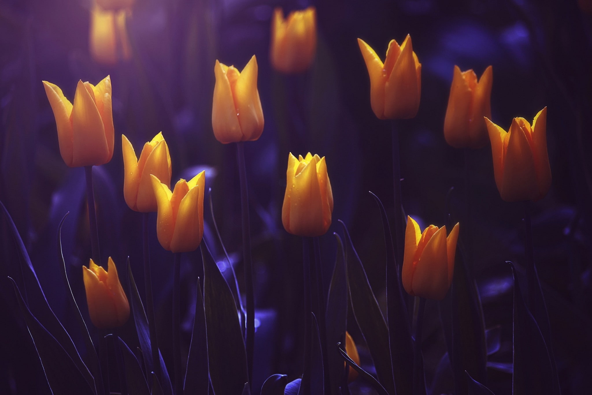 Flowers, nature, art, tulips, x, hd, 1080P, yellow, HD Wallpaper