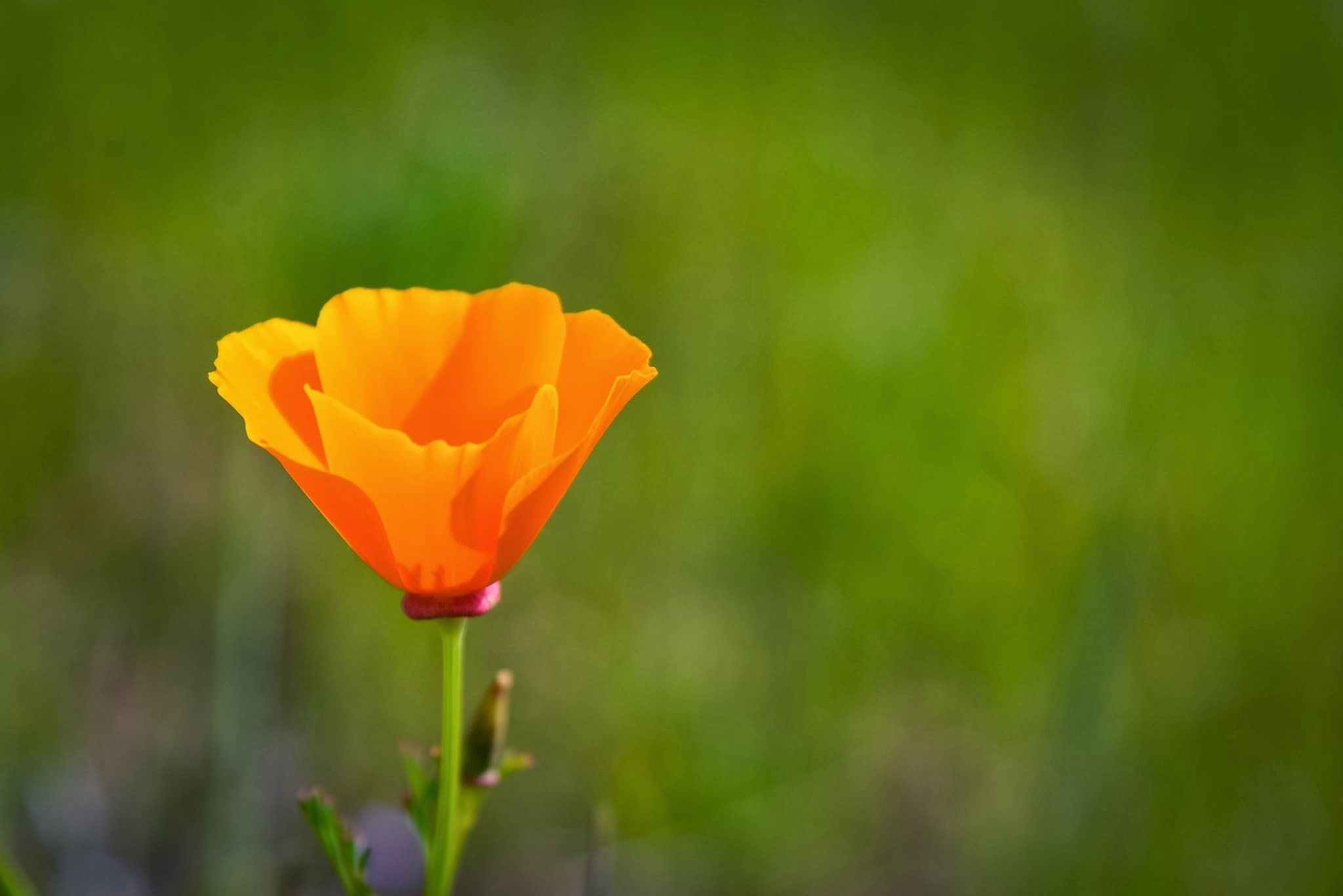 outdoors, close-up, px, 1080P, flower, flower head, no people, 2048x1367 px, plant, x, flowering plant, orange, freshness, fragility, plant stem, land, HD Wallpaper