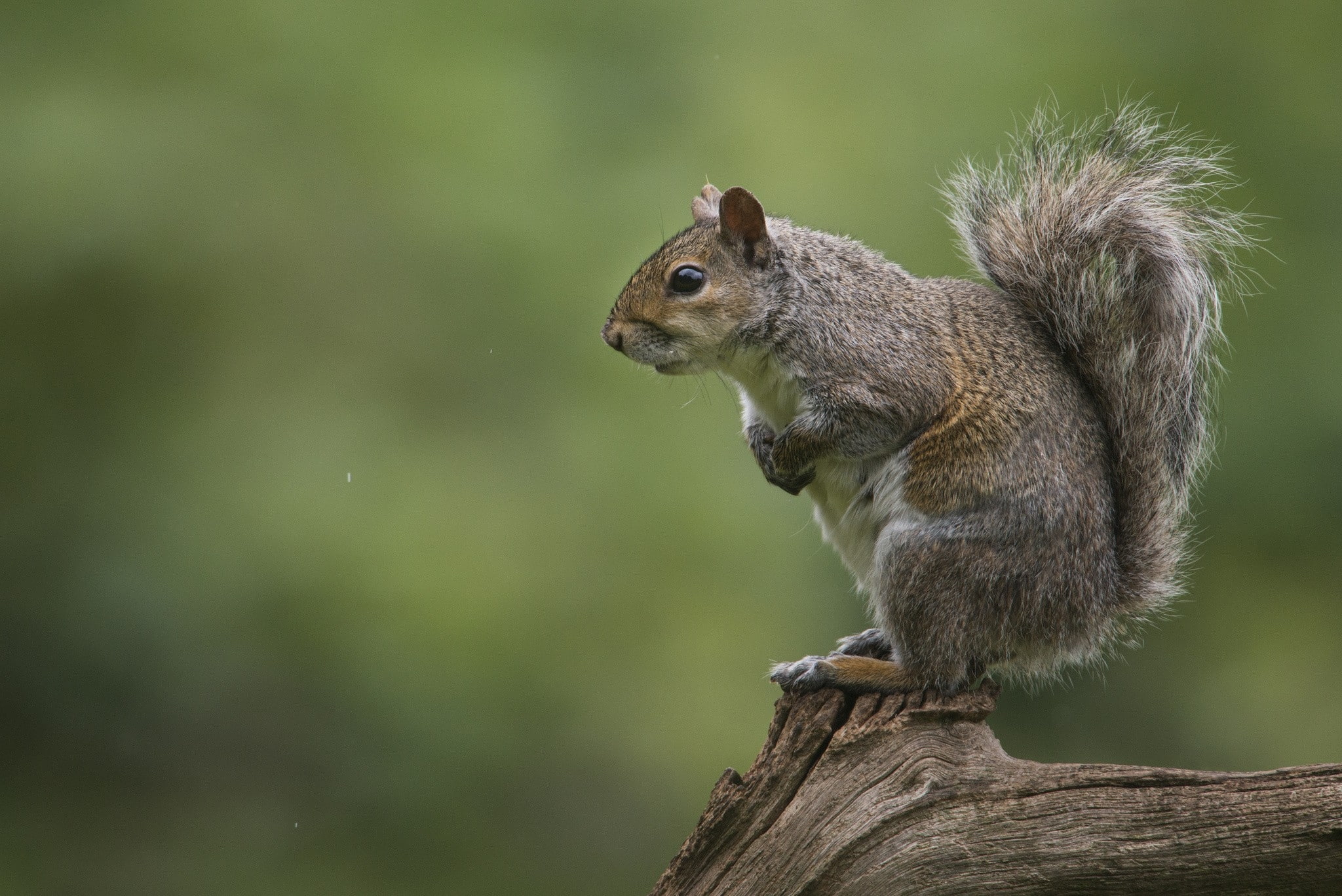 squirrels, x, hd, animals, 1080P, art, HD Wallpaper