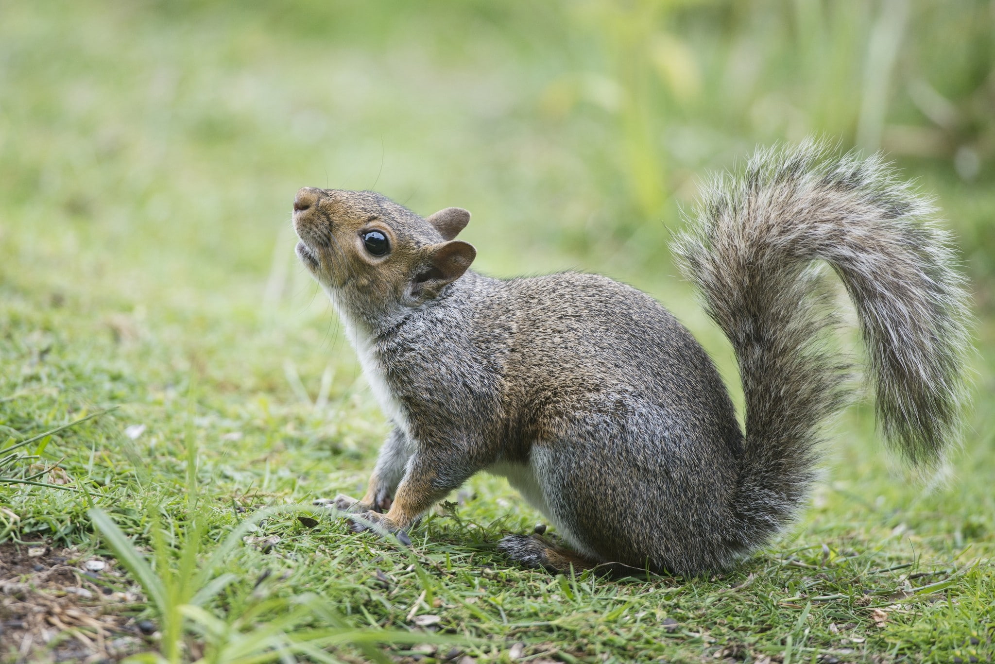 hd, x, squirrels, 1080P, art, animals, HD Wallpaper
