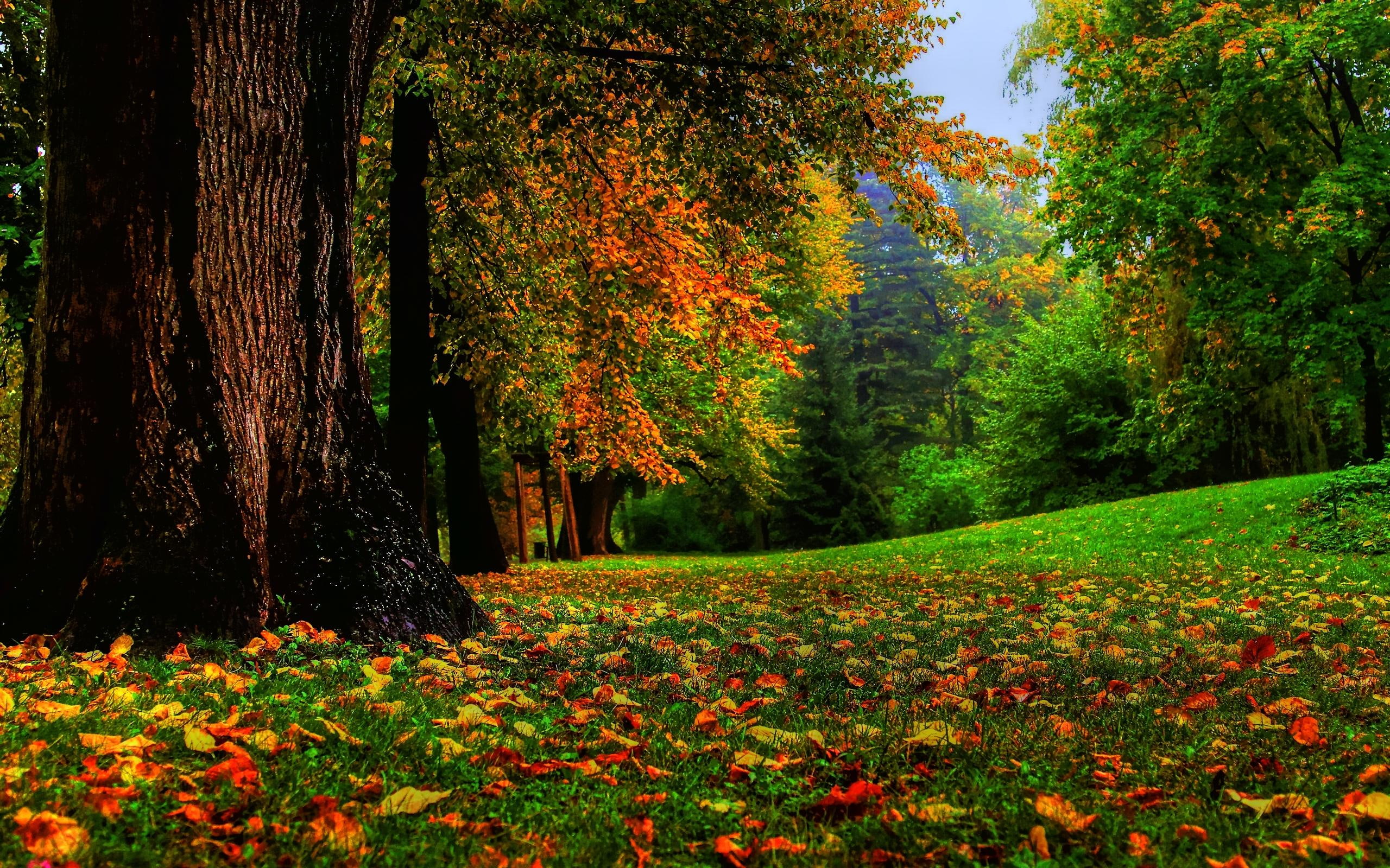 2K, colorful, eye, view, autumn, pretty, 3d and abstract, squirrels, fallen, beautiful, trees, HD Wallpaper
