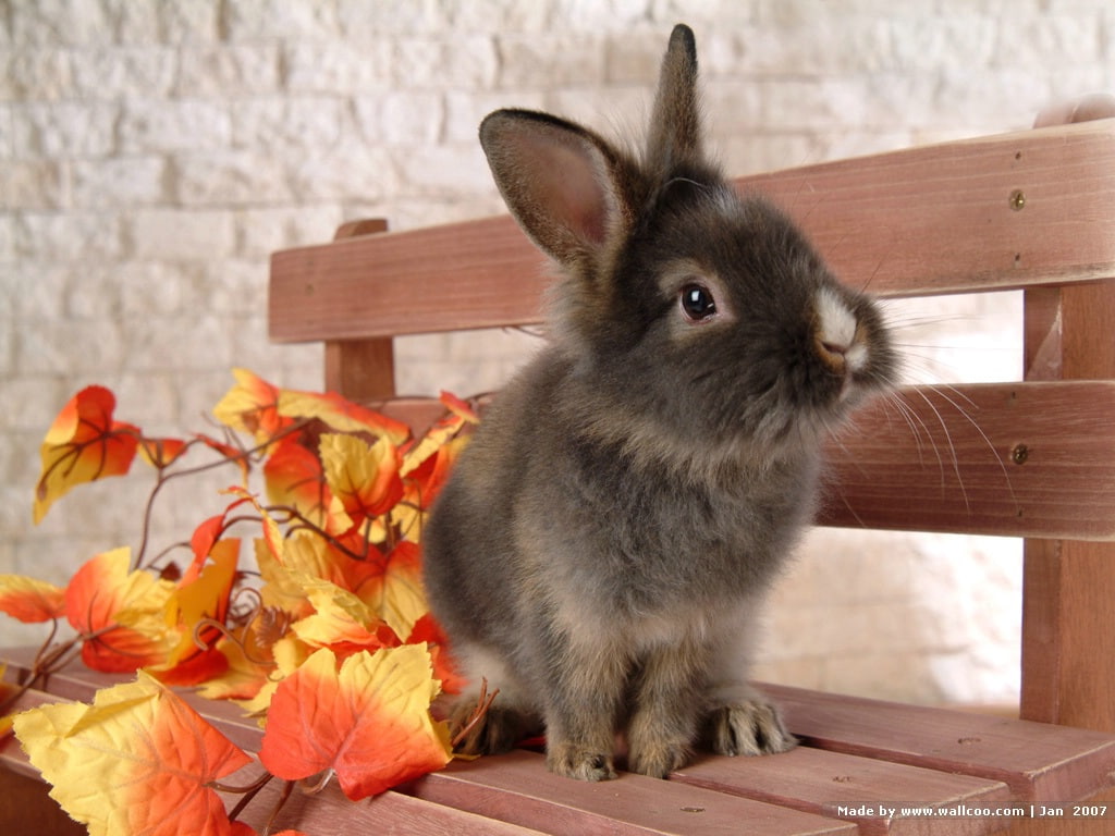 seat, 480P, sitting, autumn leaves, bunny, bench seat, animals, pretty, leaves, autumn, bench, rabbit, hd, art, HD Wallpaper