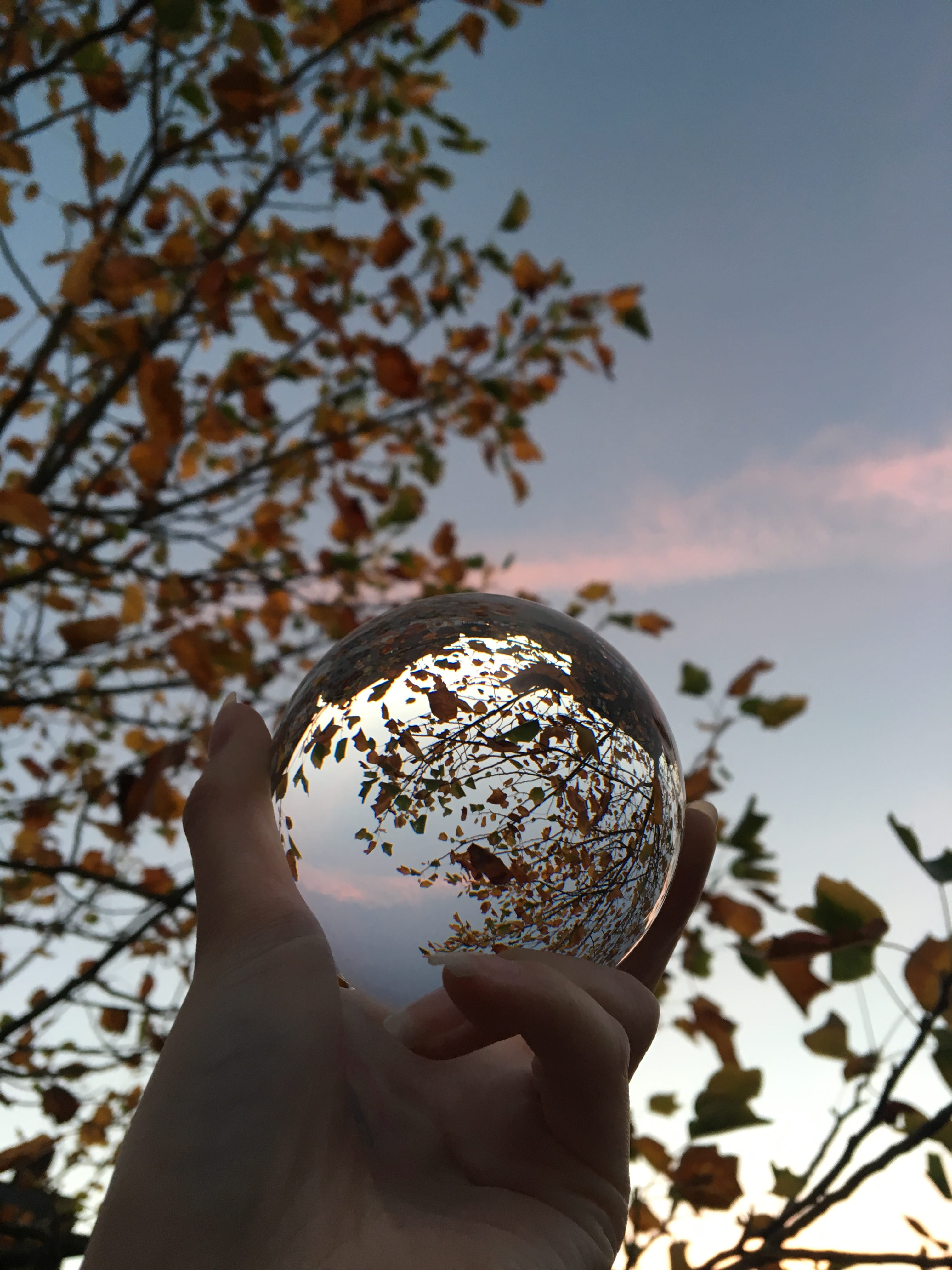 lifestyles, sky, one person, finger, personal perspective, day, plant, 4K, unrecognizable person, autumn, leaves, human hand, human body part, brown, body part, Phone HD Wallpaper