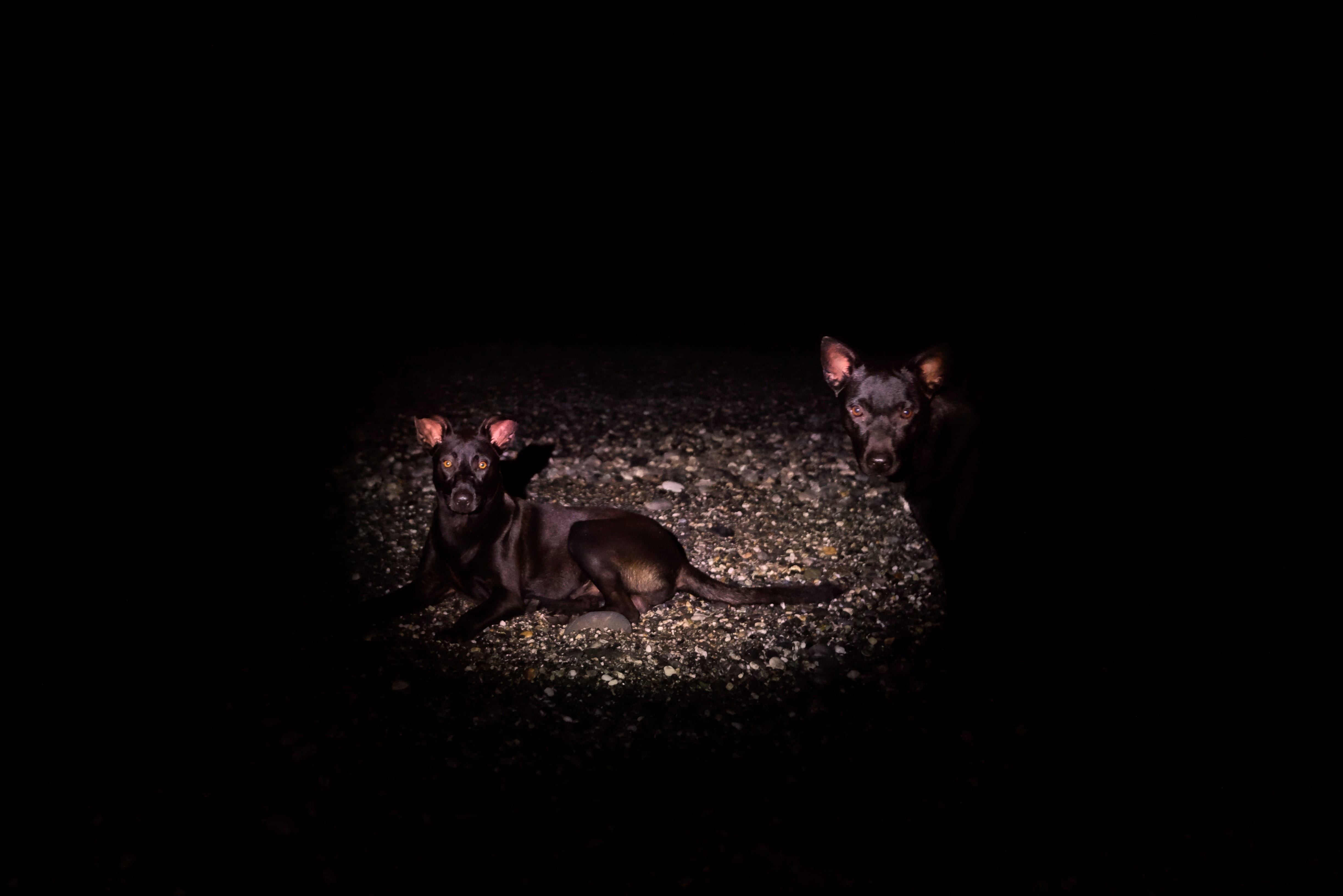 studio shot, hualien county, night, livestock, young animal, pets, mammal, taiwan, no people, 4K, dark, vertebrate, animal family, domestic, two animals, HD Wallpaper