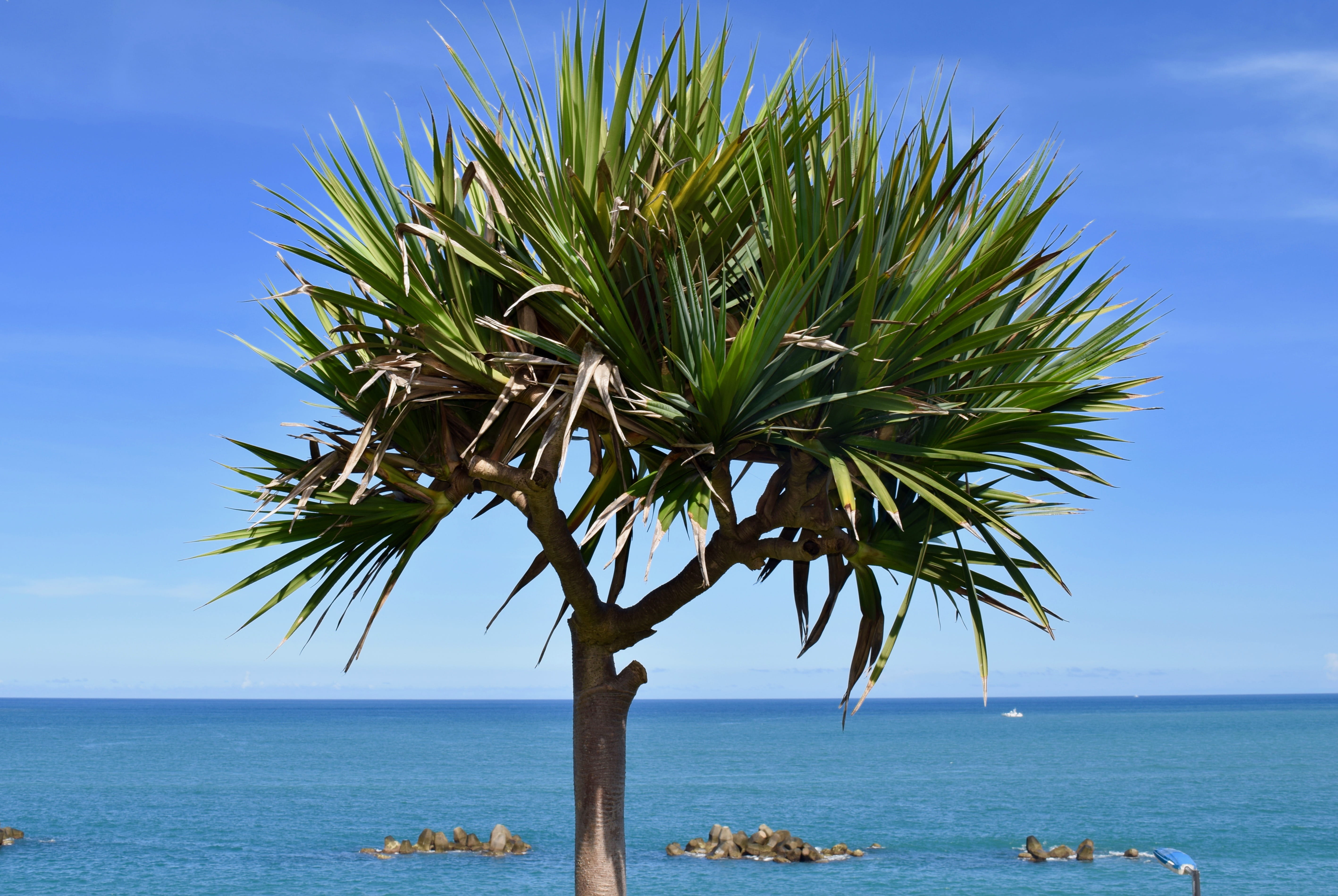 non-urban scene, water, tree, scenics - nature, 5K, plant, tropical climate, palm leaf, beauty in nature, day, horizon over water, sky, growth, no people, HD Wallpaper
