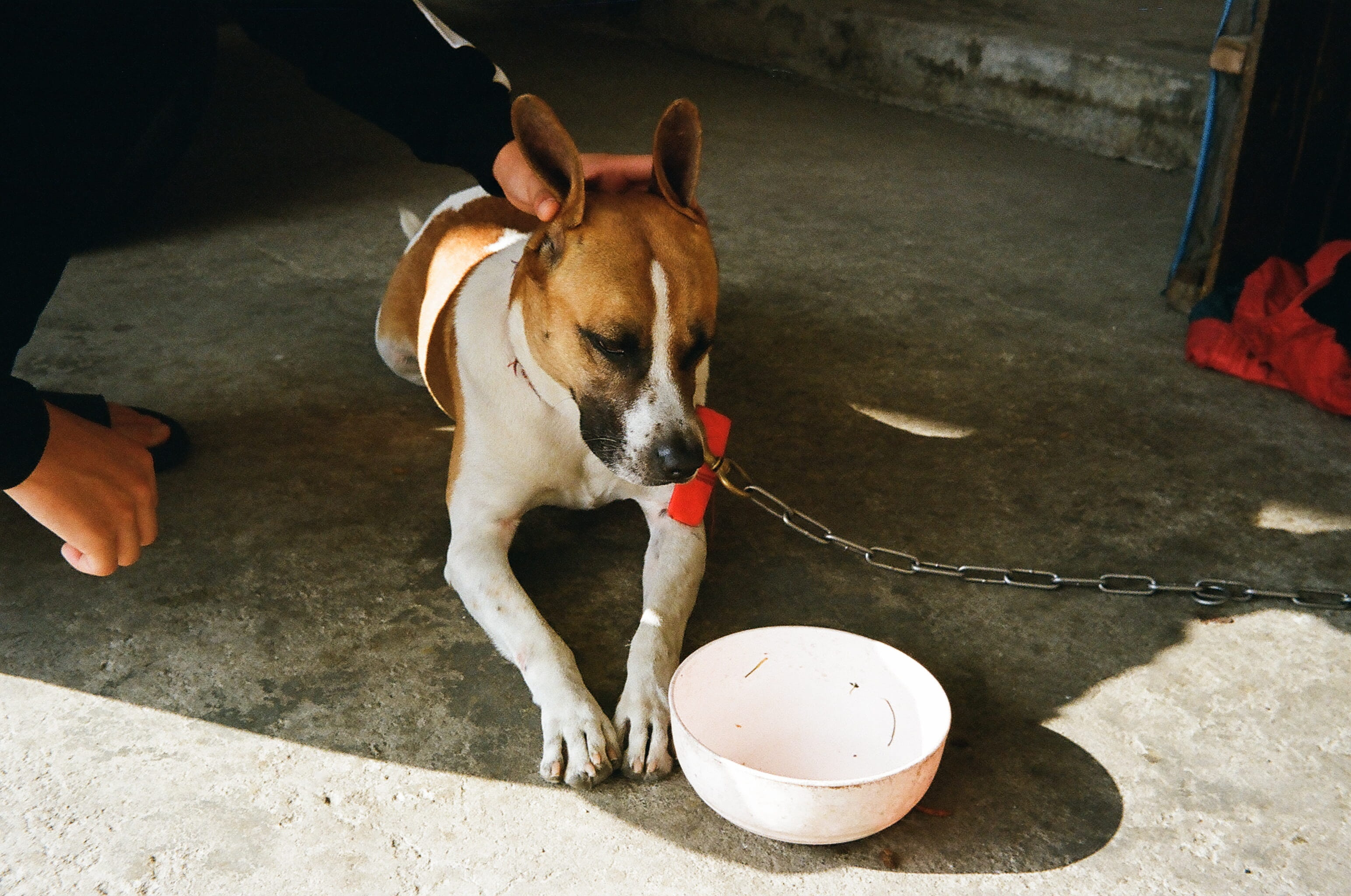 kodak, outdoors, taiwan, beside, human, olympus, coated, olympustrip35, bulldog, animal, mammal, olympusfilm, no people, high angle view, bowl, filmphotography, HD Wallpaper