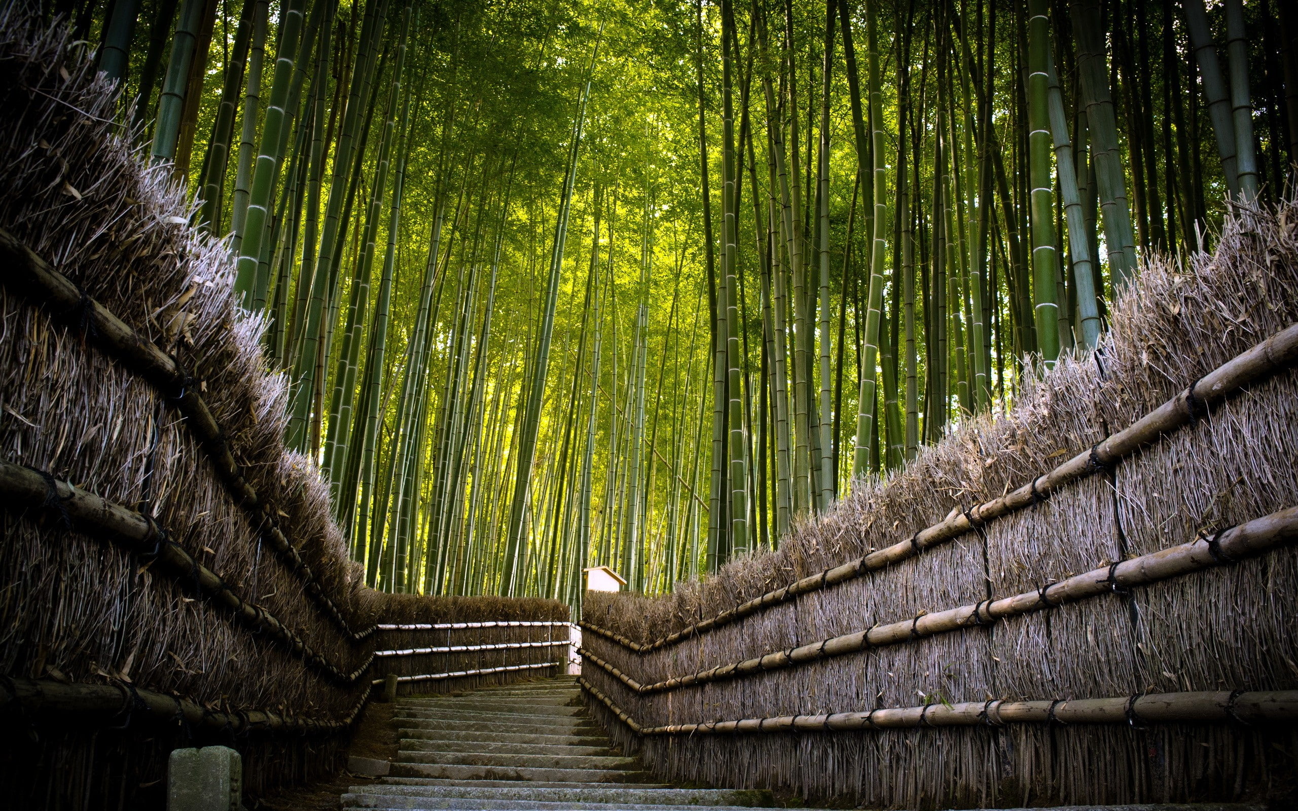 nature, bamboo, trees, 2K, hd, trail, path, HD Wallpaper