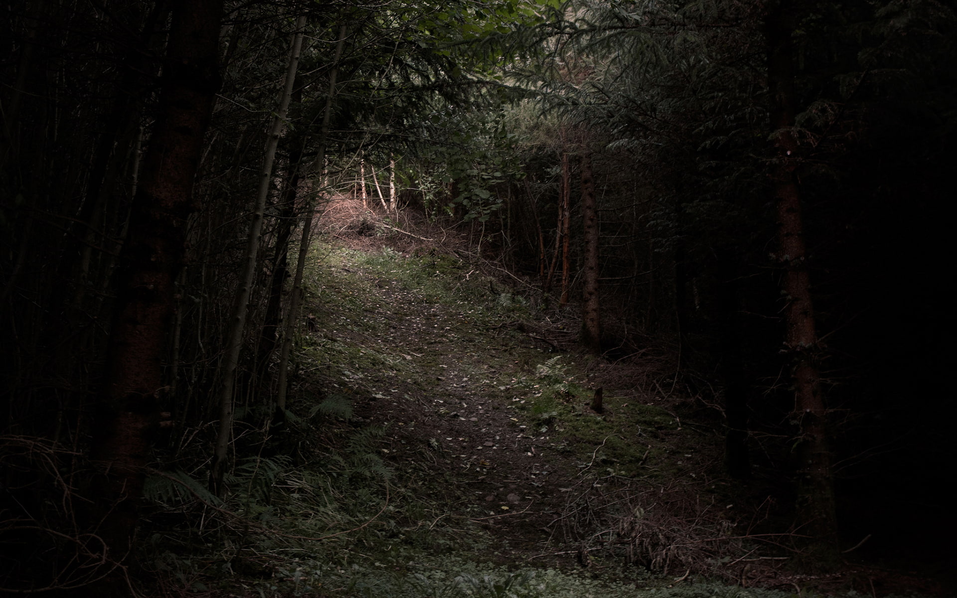 1080P, forest, hd, trail, trees, nature, path, HD Wallpaper
