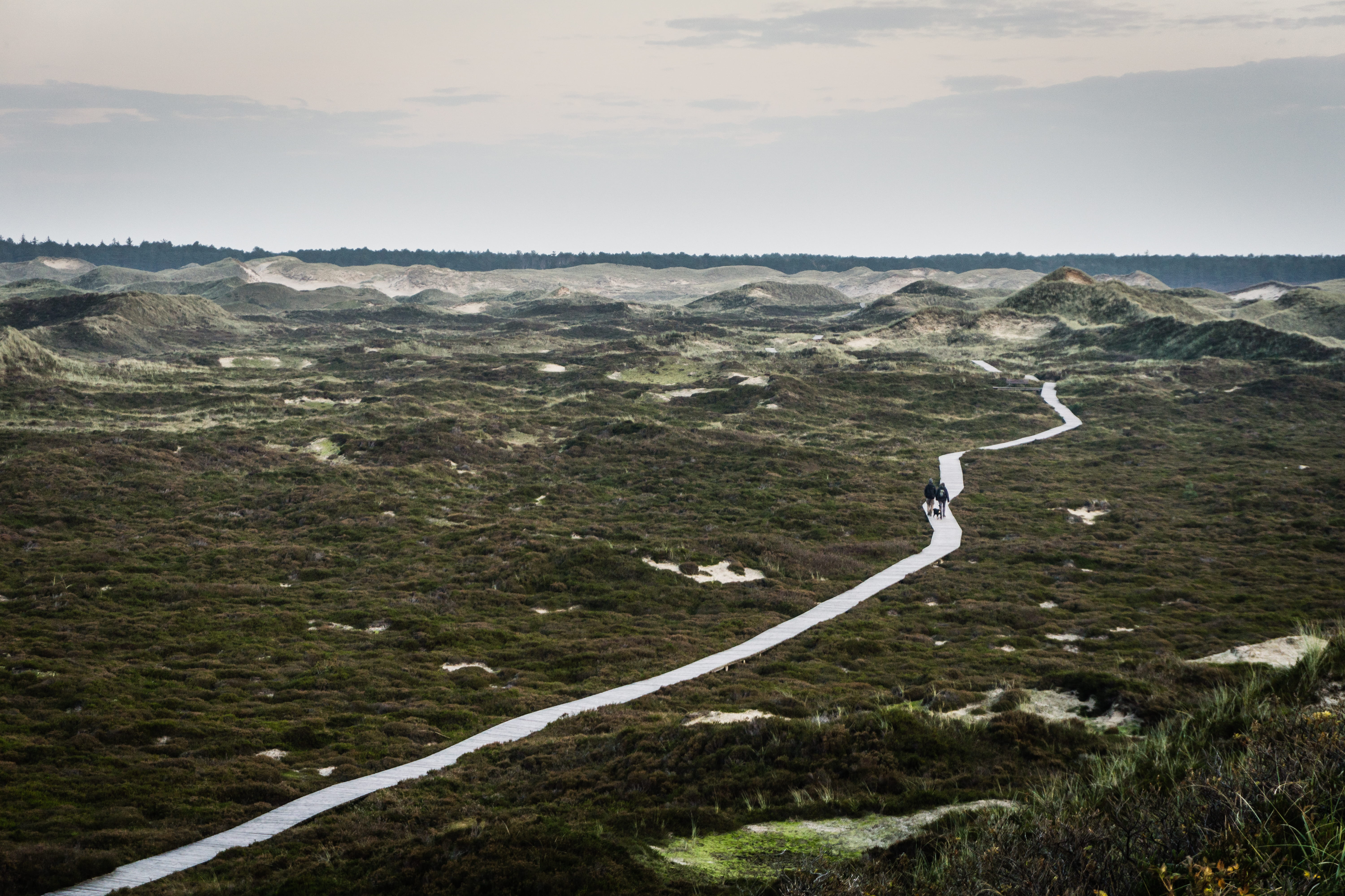 outdoor, minimalistic, no people, people, track, outdoors, mountain, wood, nature, dunes, environment, hike, hiking, germany, tranquility, walking, amrum, HD Wallpaper