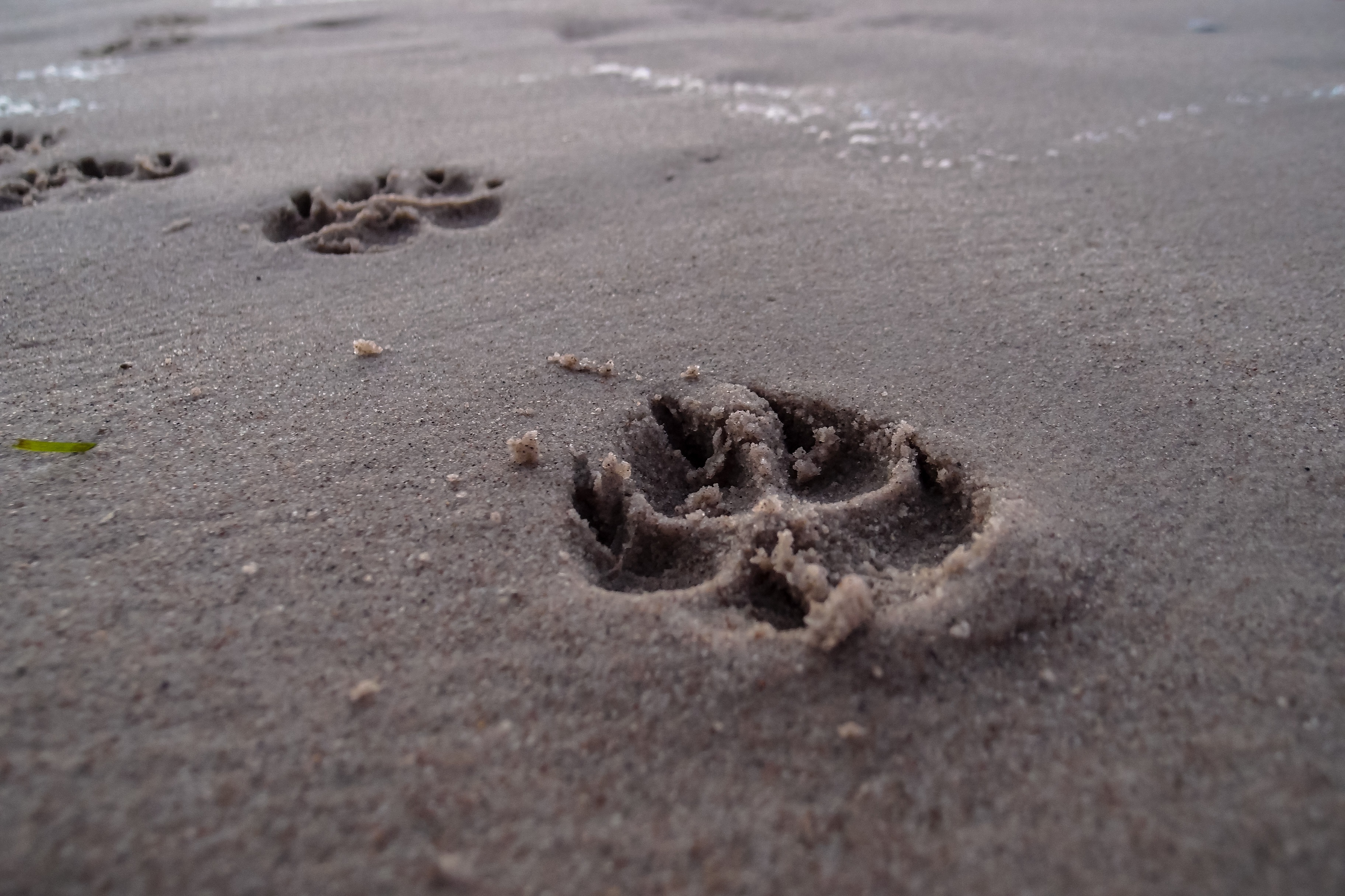 print, sea, one animal, daytime, paw print, paw, sand, sand beach, dog track, animals in the wild, symbol, day, footprints, beach, footprints in the sand, HD Wallpaper