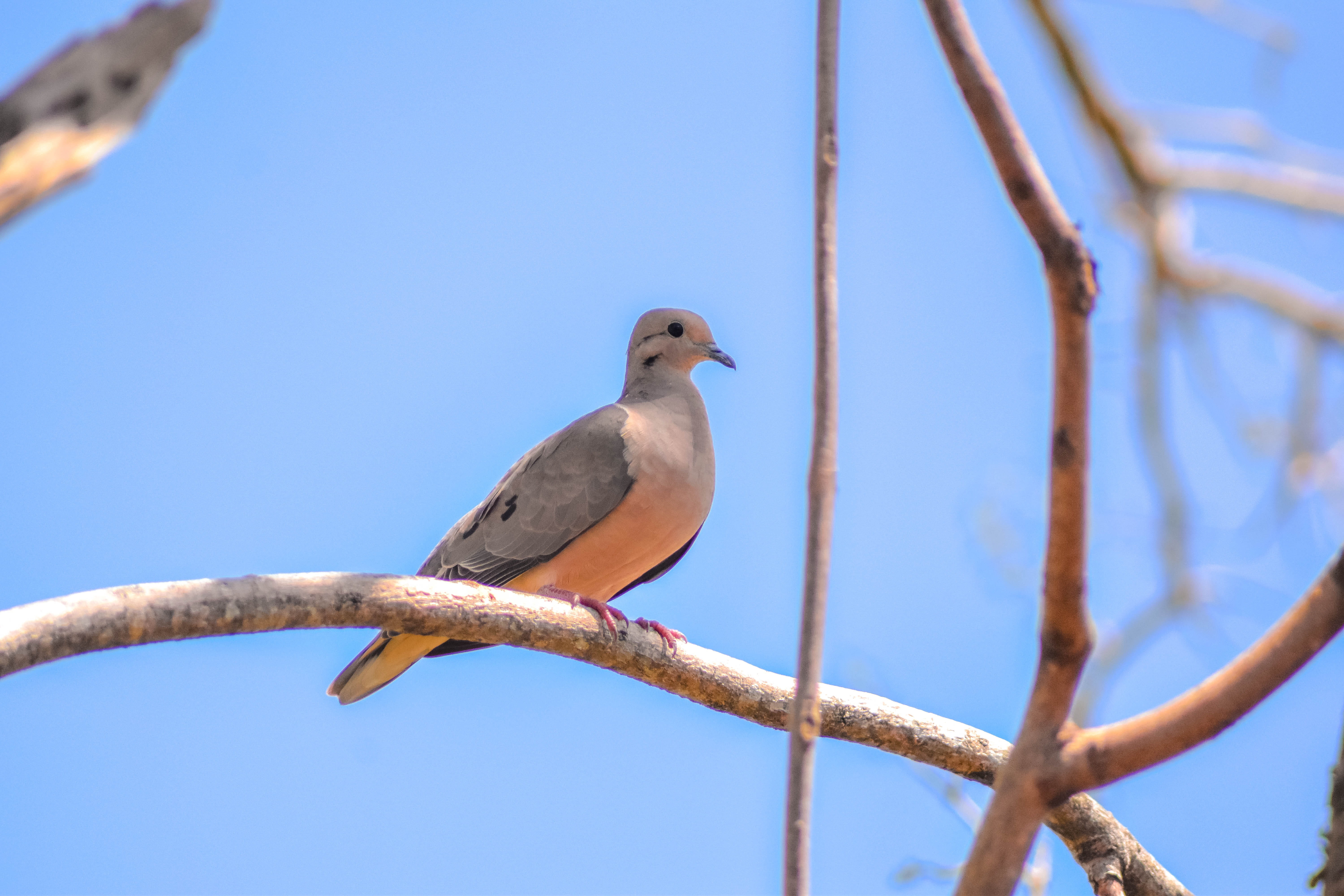branch, animal, plant, animals in the wild, one animal, low angle view, perching, vertebrate, no people, tree, blue, dove - bird, bird, nature, day, sky, HD Wallpaper