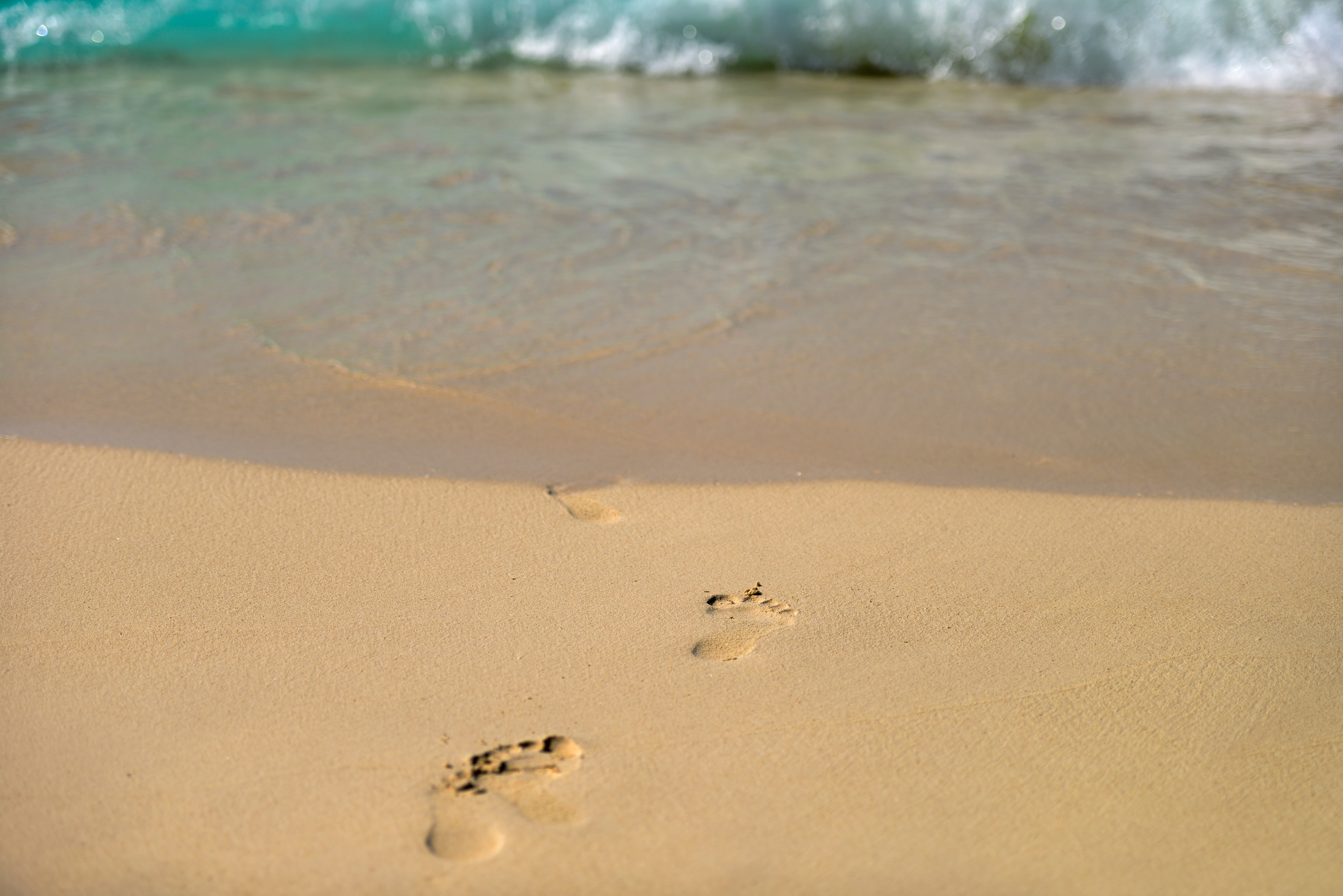 5K, no people, coastline, land, coast, holiday, outdoors, wet, wave, feet, path, paw print, leisure, barefoot, one animal, body, vacation, seaside, sea, HD Wallpaper