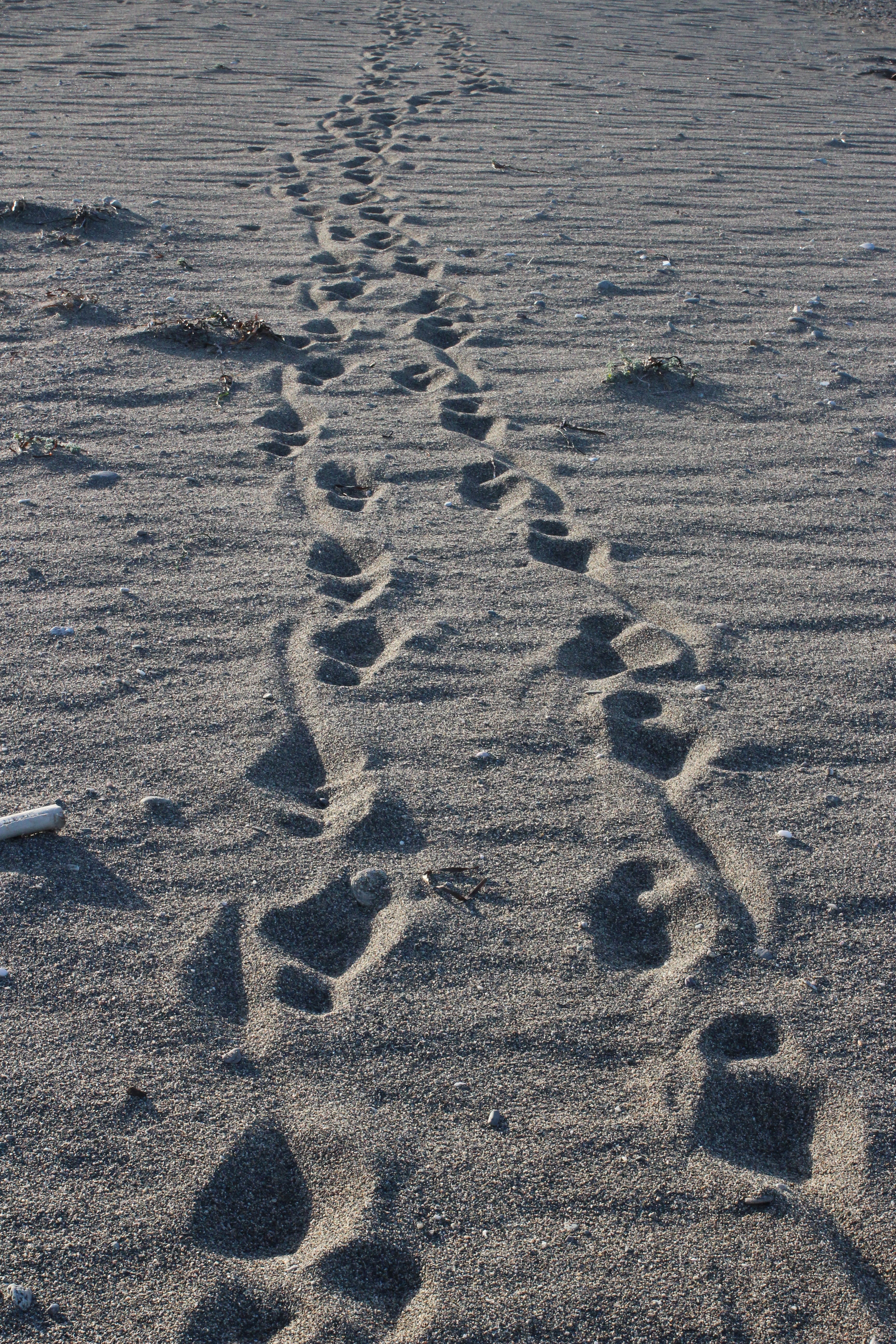 nature, print, trail, tranquility, footprint, sunlight, day, footsteps, beach, textured, walk, track - imprint, land, sand, no People, pattern, high angle view, Phone HD Wallpaper