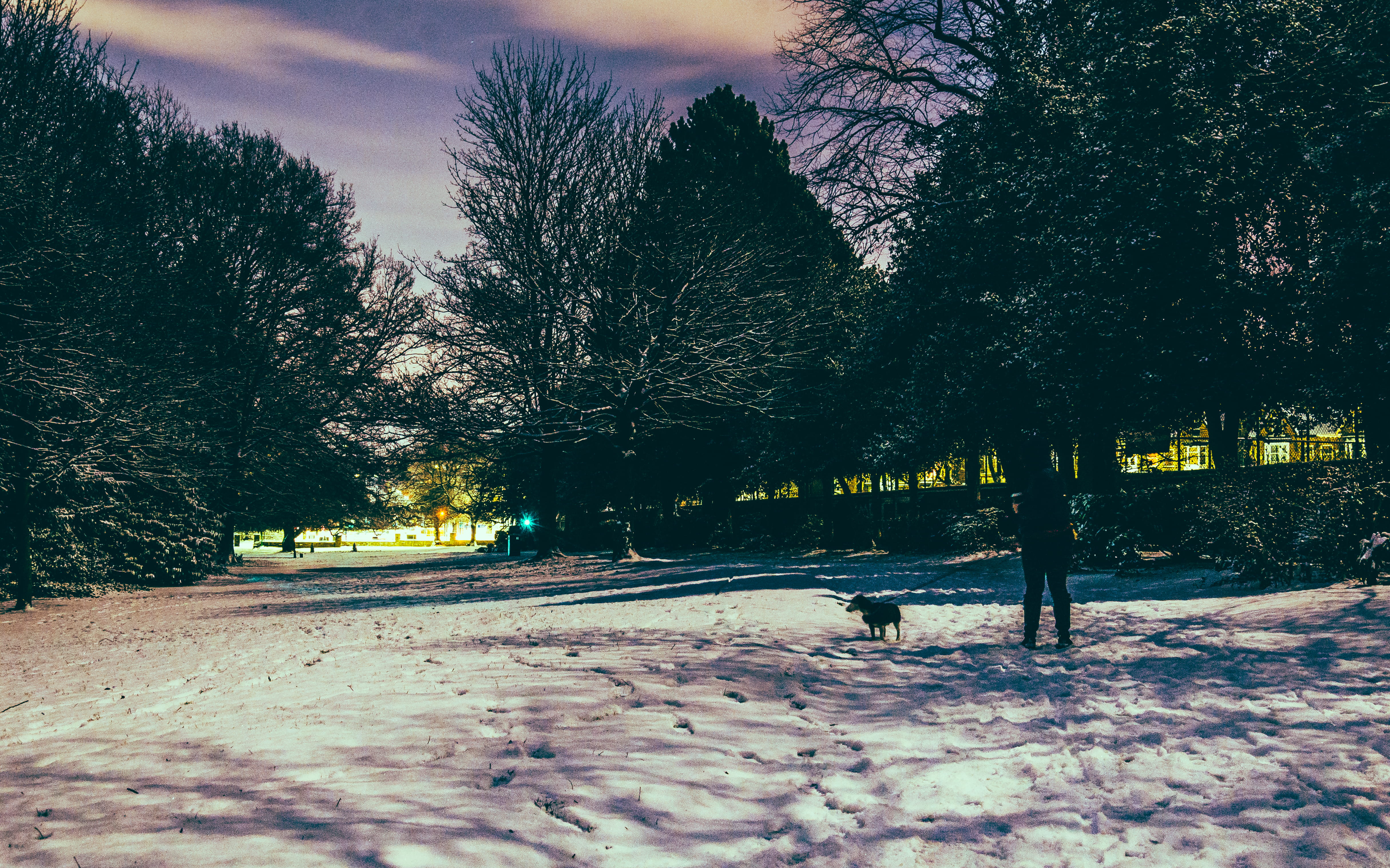 nature, tree, field, weather, road, winter, tranquil scene, growth, direction, people, scenics - nature, park, cold temperature, endcliffe park, city, transportation, HD Wallpaper
