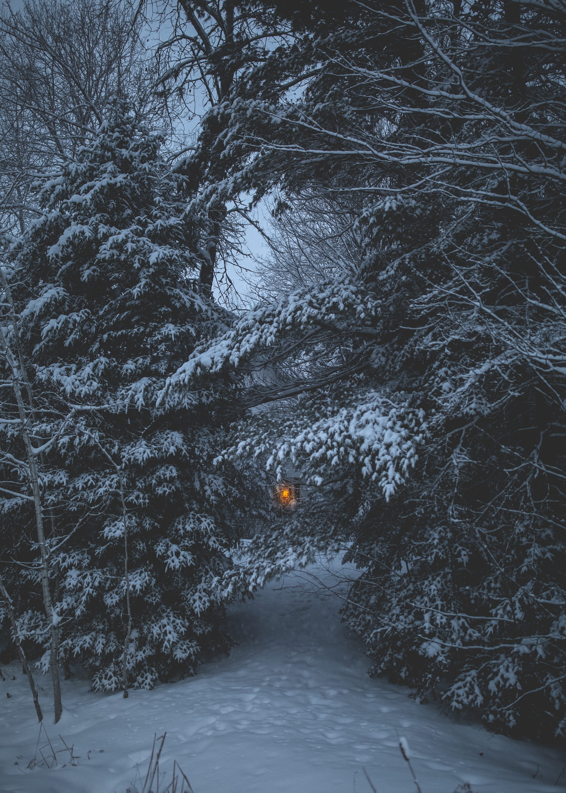 snowing, adventure, tree, green, tranquility, beauty in nature, 2K, winter, white, transportation, direction, branch, cold temperature, woods, scenics - nature, Phone HD Wallpaper