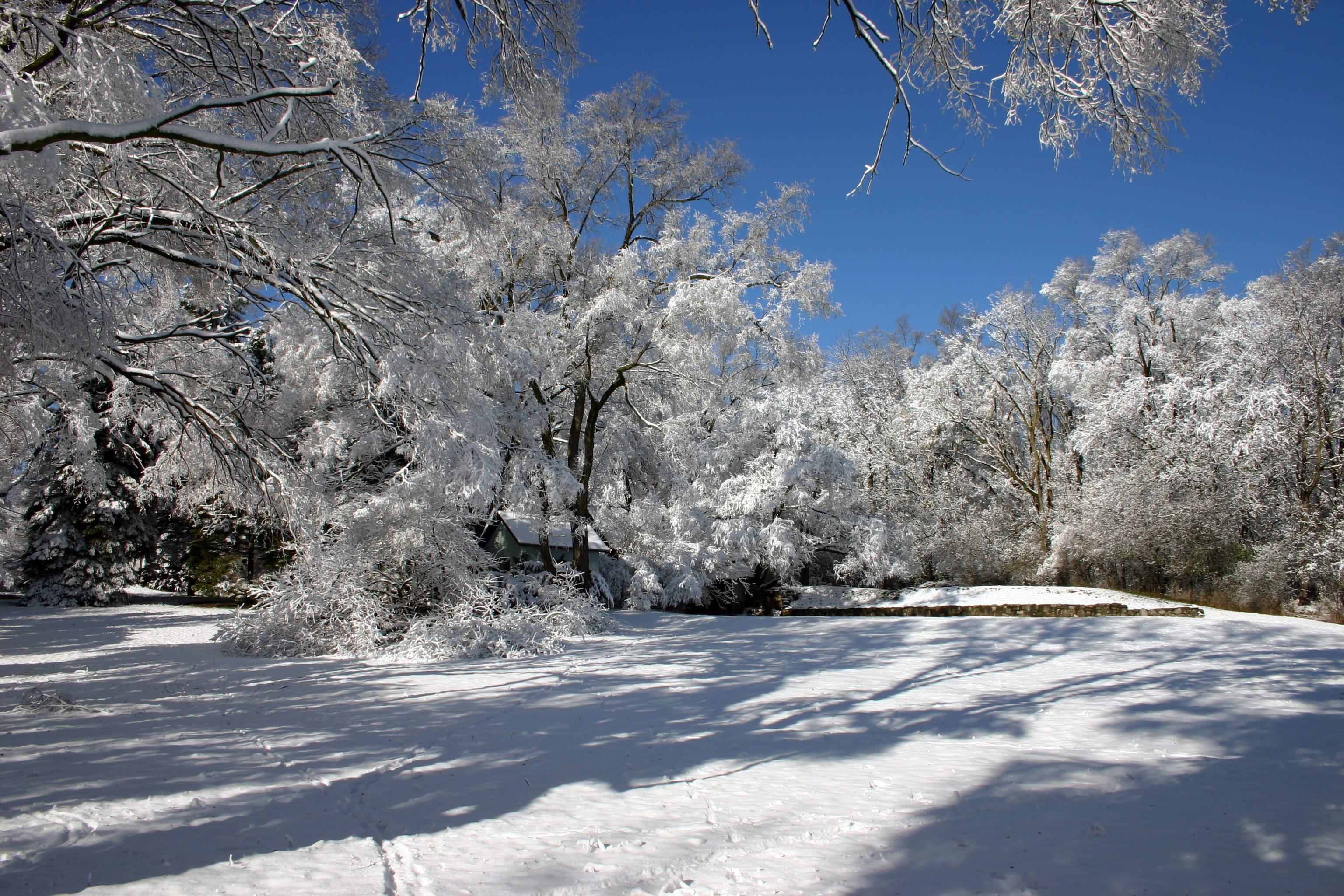 Snow, shed, branches, pine woodland, white color, Sunny, beauty in nature, field, plant, coniferous tree, tree, blue sky, snow, winter, tranquility, scenics - nature, HD Wallpaper