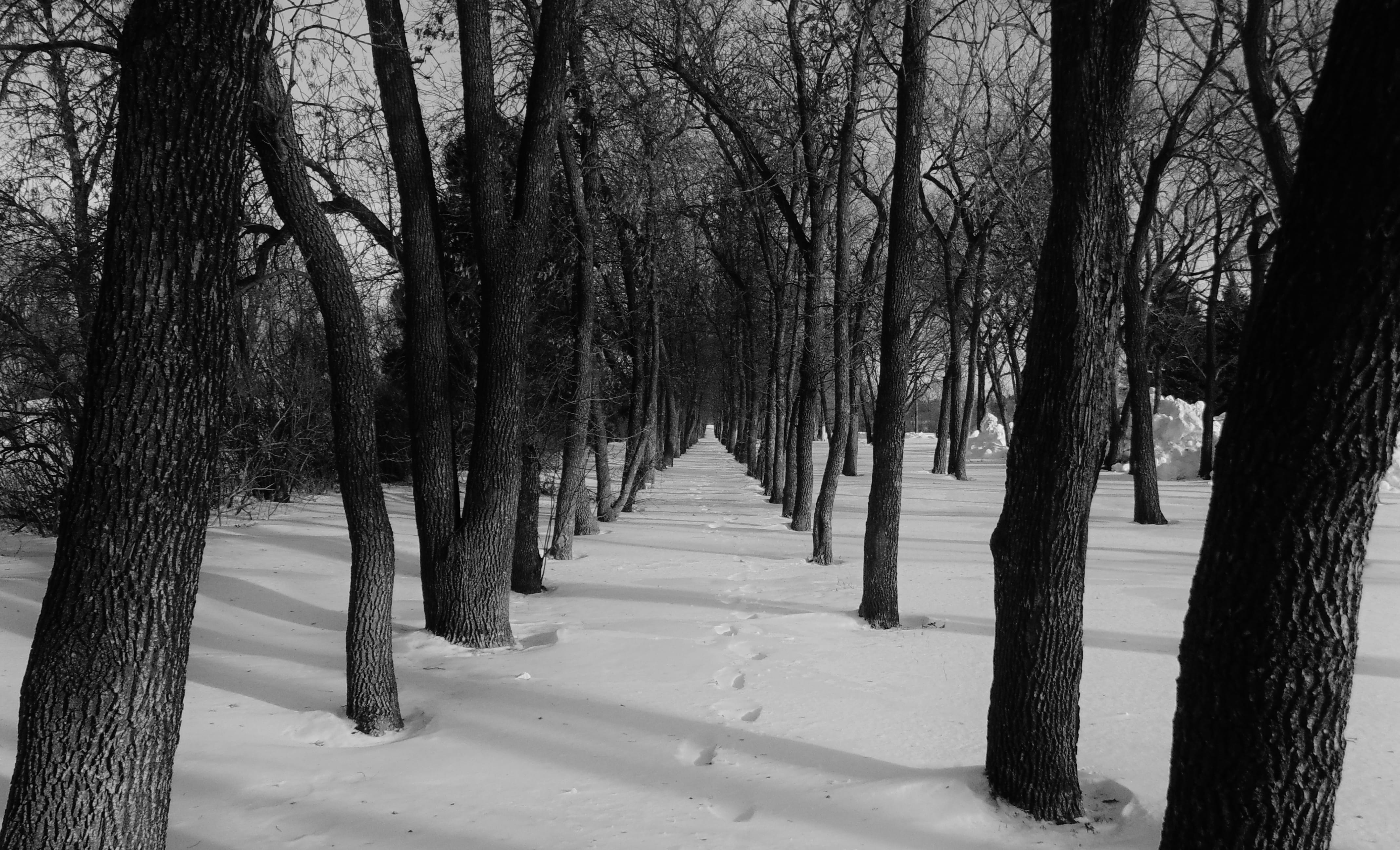 plant, black, the way forward, winter, no people, 4K, snow, footsteps, snowing, land, trunk, trees, outdoors, tranquility, treelined, tranquil scene, jamestown, HD Wallpaper