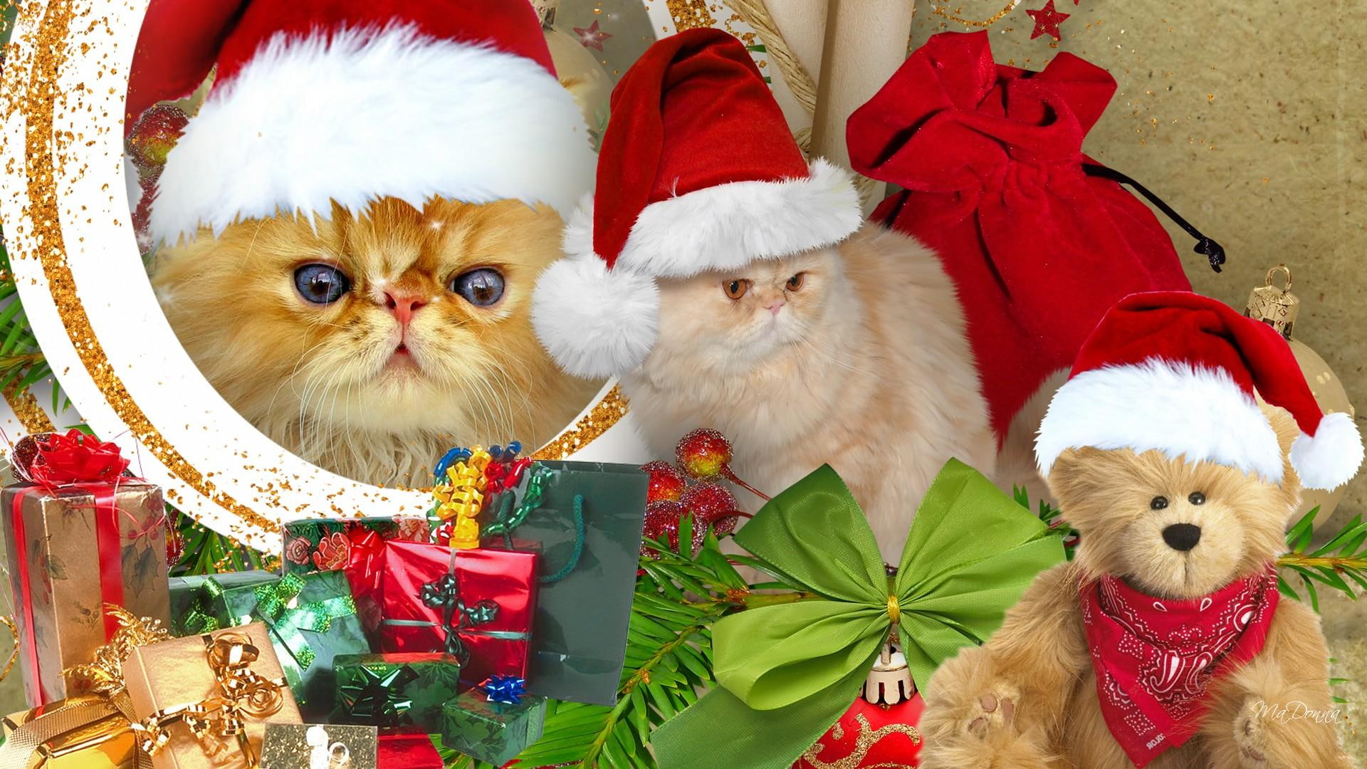 santa claus hats, santa, gifts, cats, cute, feliz navidad, furry, 1080P, firefox persona, christmas, feline, whimsical, hats, HD Wallpaper