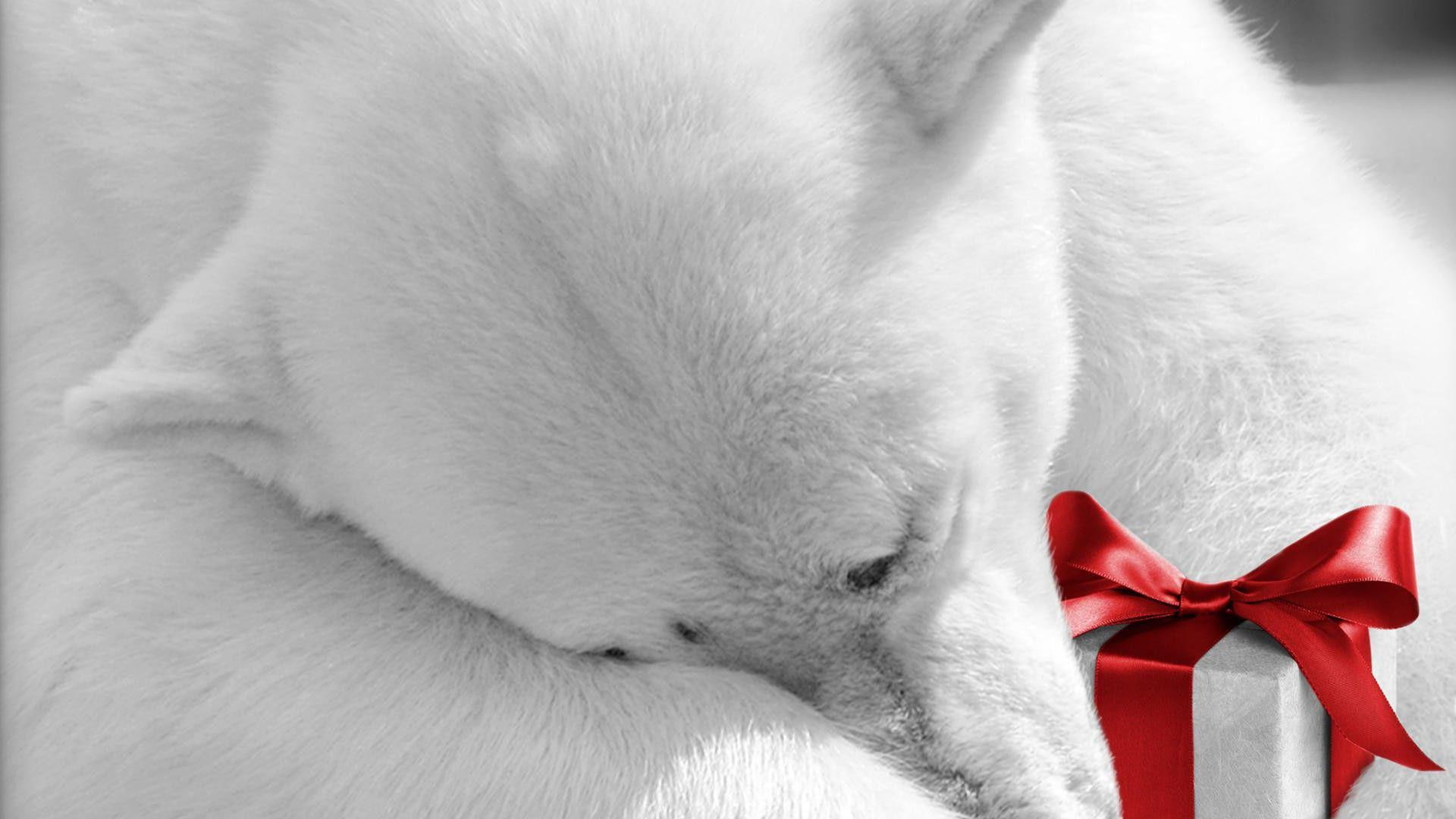 1920x1080, holidays, merry christmas, polar bear, present, bear, holding, polar, 1080P, white, christmas, HD Wallpaper