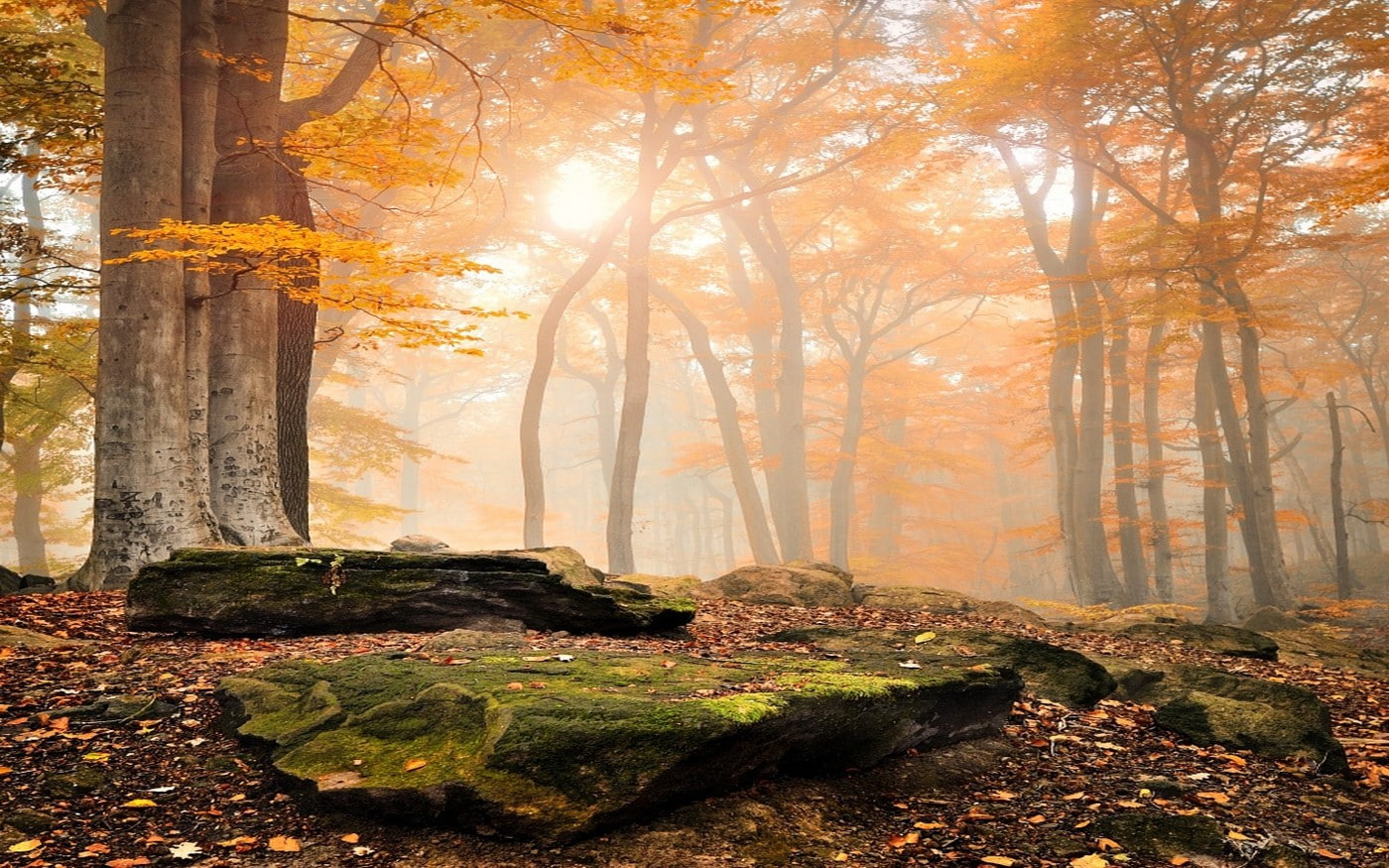 leaves, forest, mist, nature, fall, yellow, landscape, moss, 720P, trees, HD Wallpaper