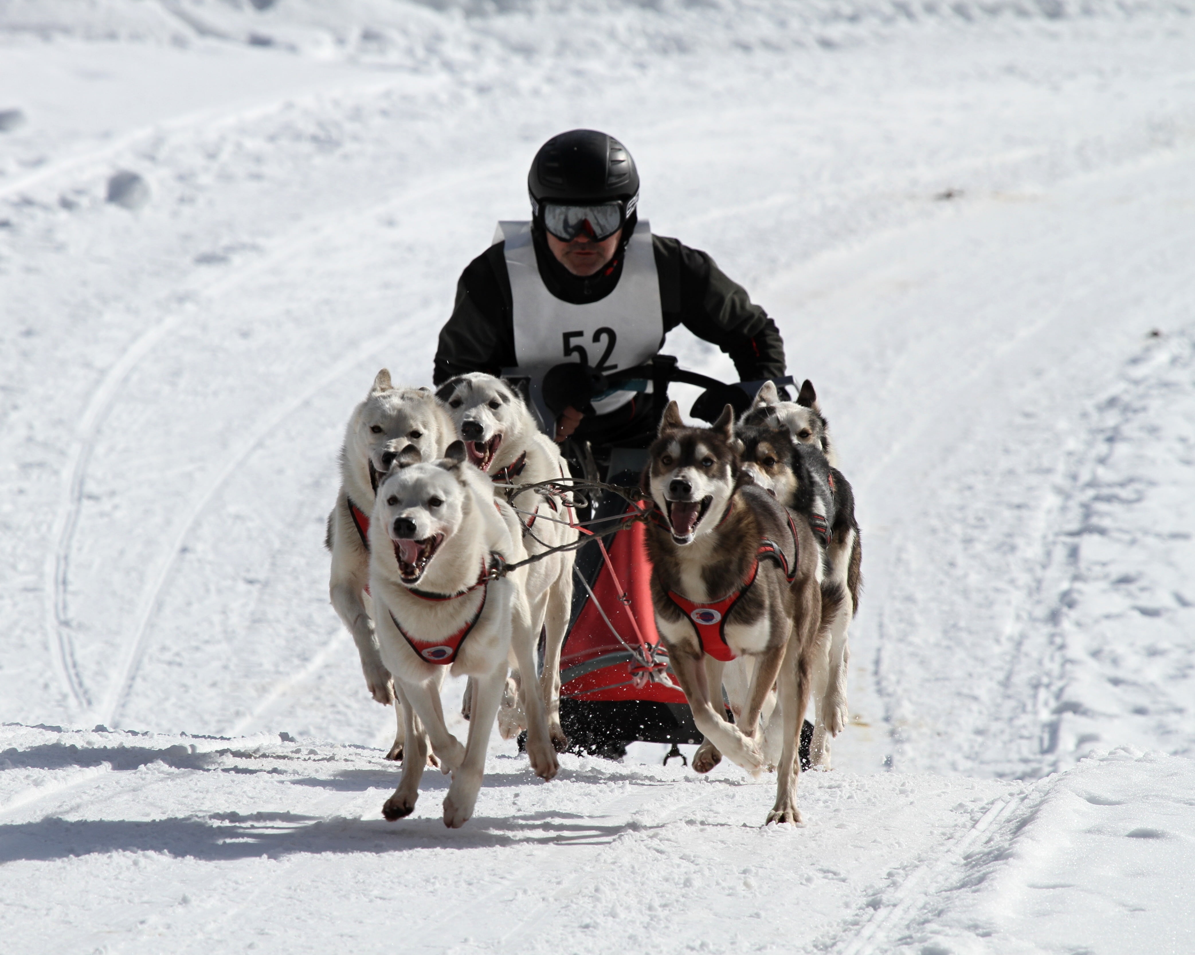 outdoors, dog, looking at camera, slide, world championship, day, riding, animal, kandersteg, landscape, domestic, man, sleigh, musher, mammal, human, blue eyes, HD Wallpaper