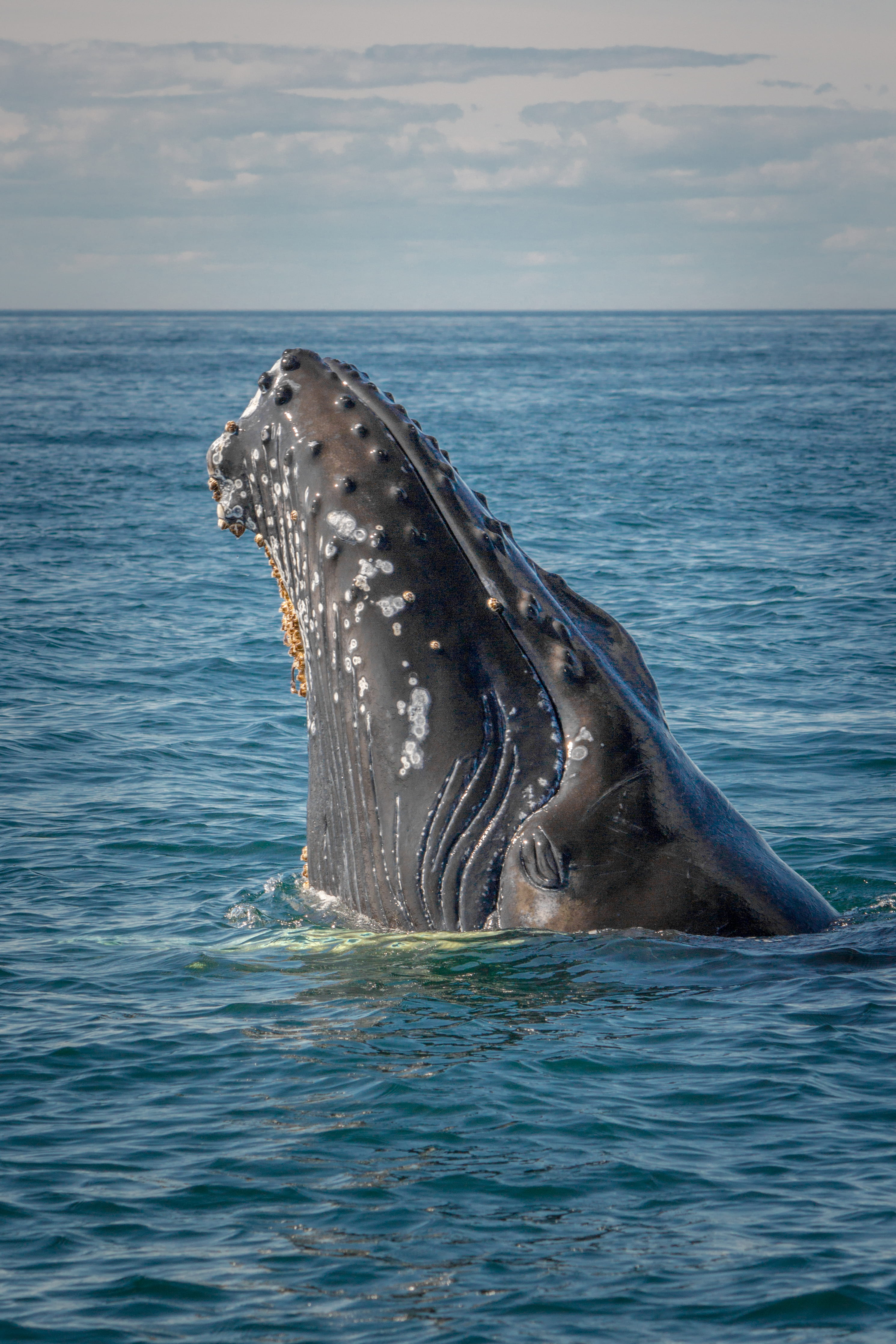 water, outdoors, animals in the wild, horizon over water, horizon, animal body part, sky, explore, 4K, cloud, marine, vertebrate, gray, whale, underwater, Phone HD Wallpaper