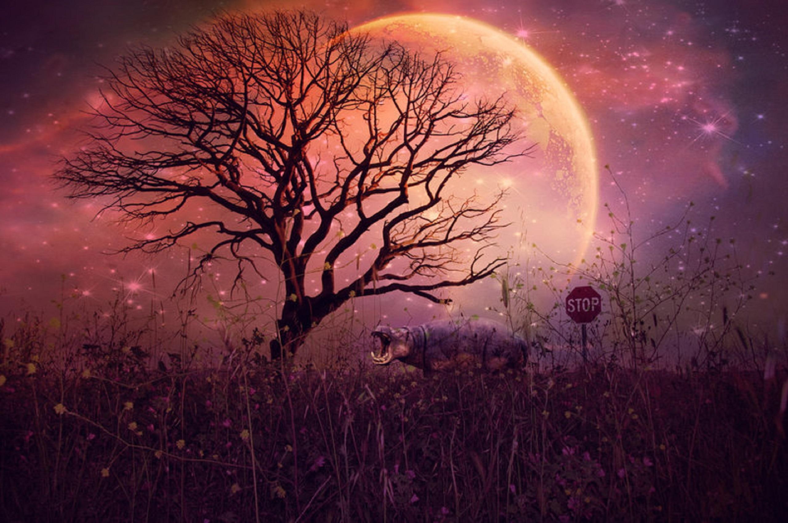trees, creative-pre--made, landscapes, screams-o, 2K, photomanipulation, digital-art, animals, screams, branches, forests, HD Wallpaper