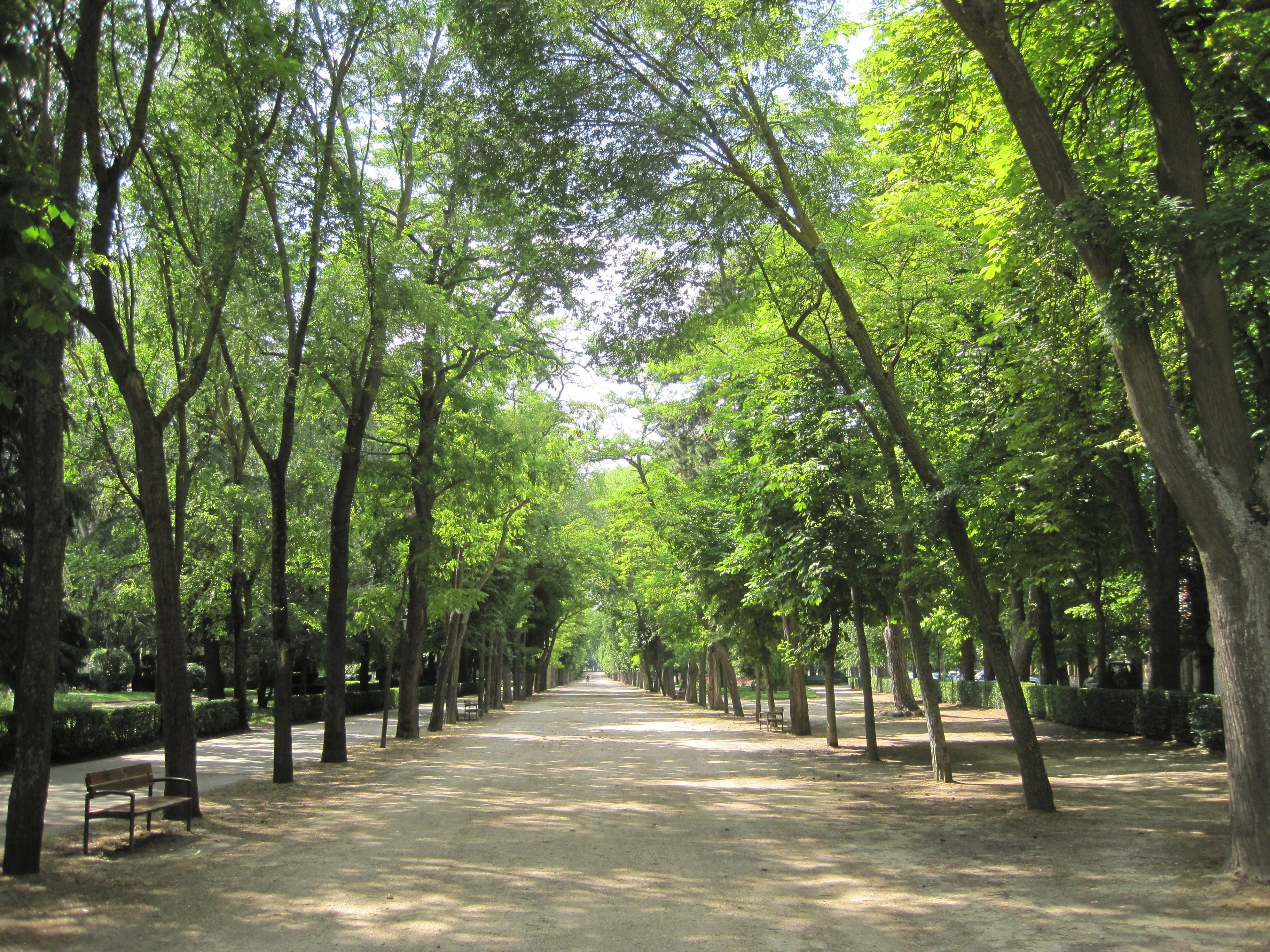 leaf, outdoors, scenics, day, beauty In Nature, diminishing perspective, tranquility, Burgos, sunlight, corridors, road, vanishing point, green Color, tranquil scene, HD Wallpaper