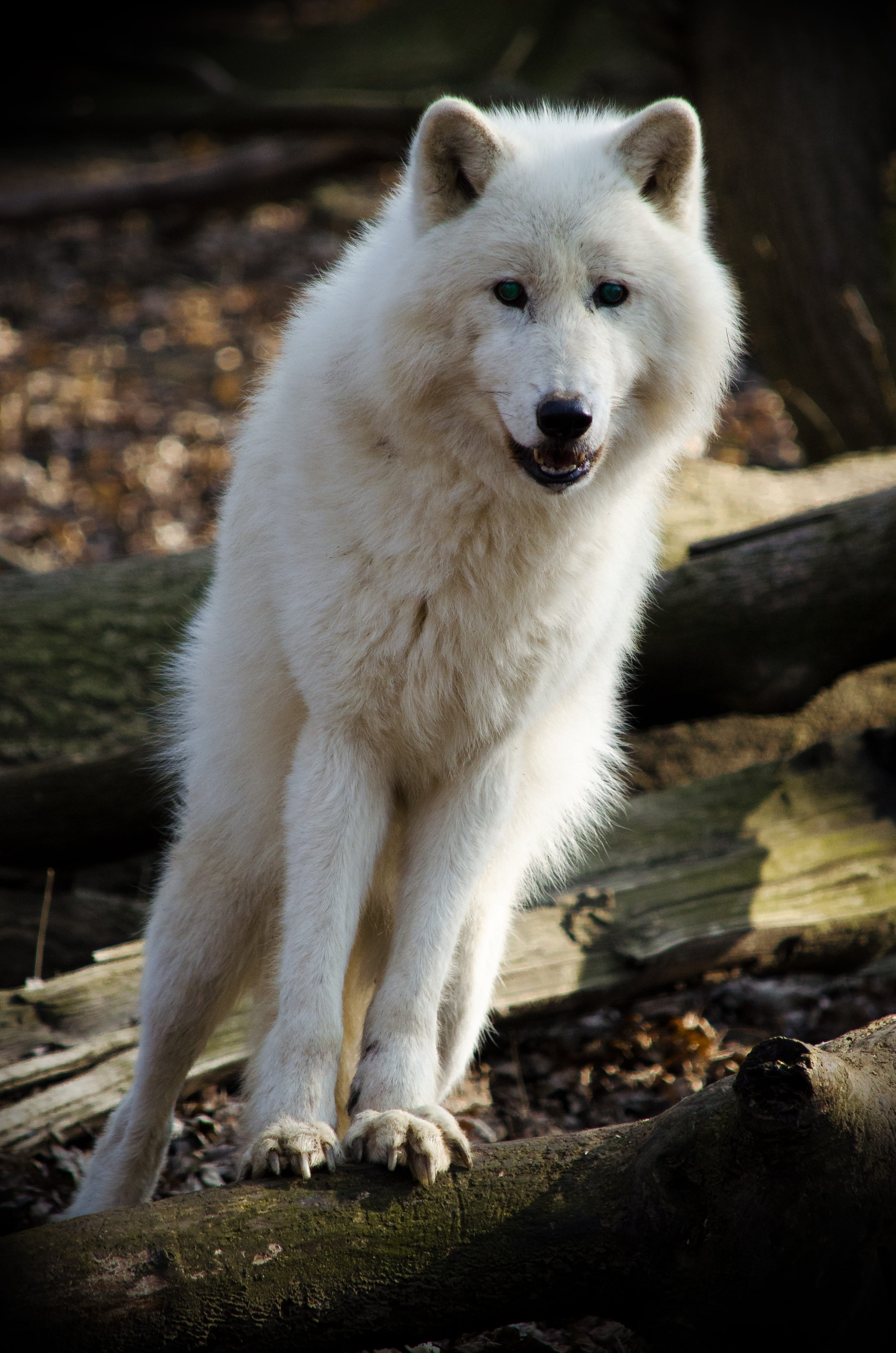 dog, wolf, tree, white, no people, mammal, field, beautiful, animal wildlife, carnivores, animals in the wild, mouth open, looking at camera, animal, sunlight, Phone HD Wallpaper