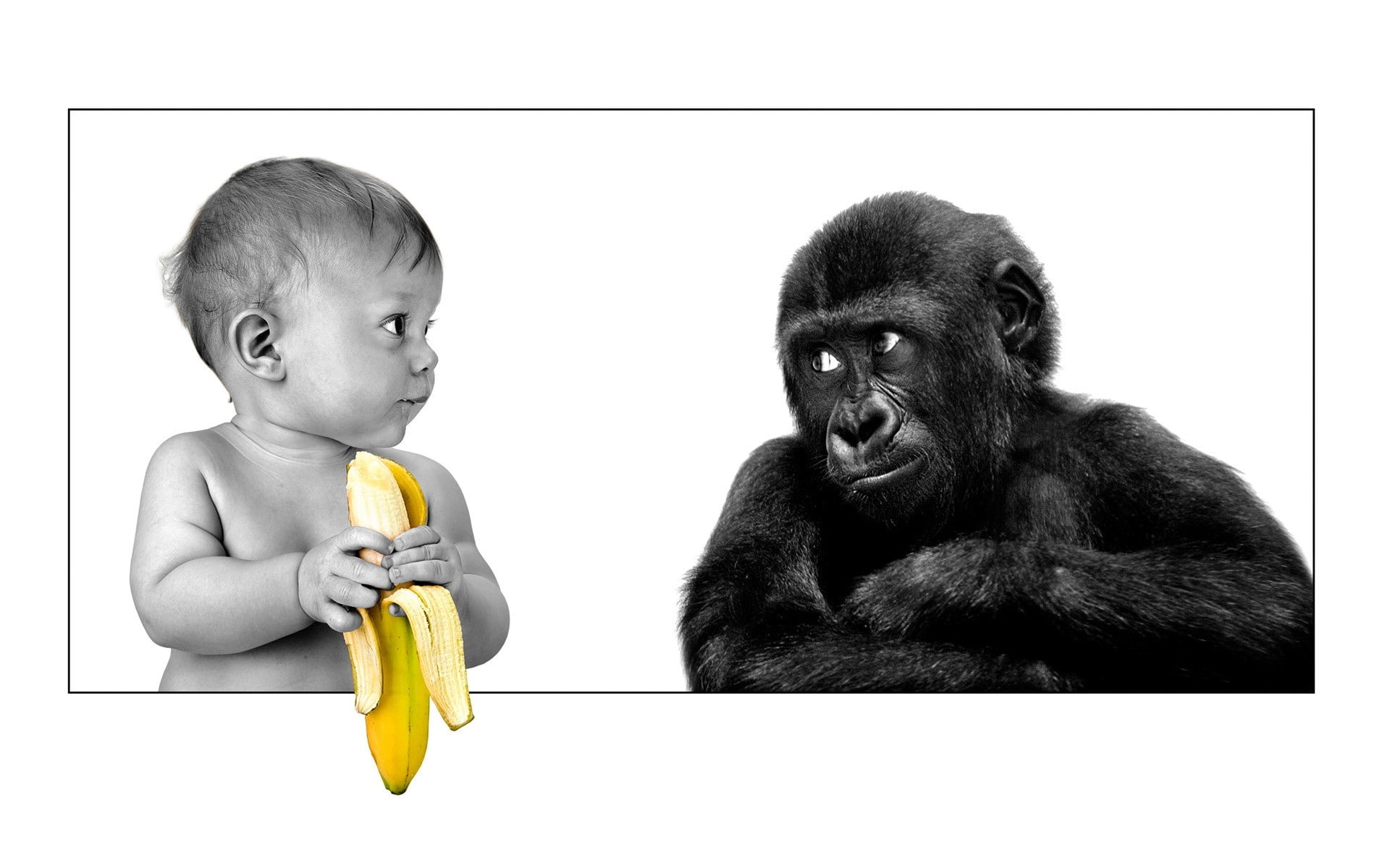 hd, x, art, monkeys, baby, funny, entertainment, bananas, 1080P, HD Wallpaper