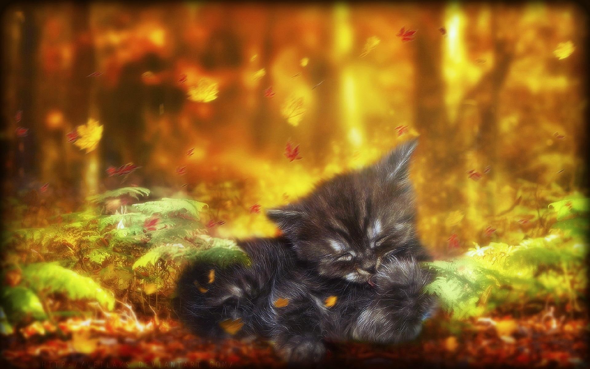 fall-season, photomanipulation, 1080P, autumn, digital-art, leaves, animals, kitten, naughty, lovely, trees, cute, creati, HD Wallpaper