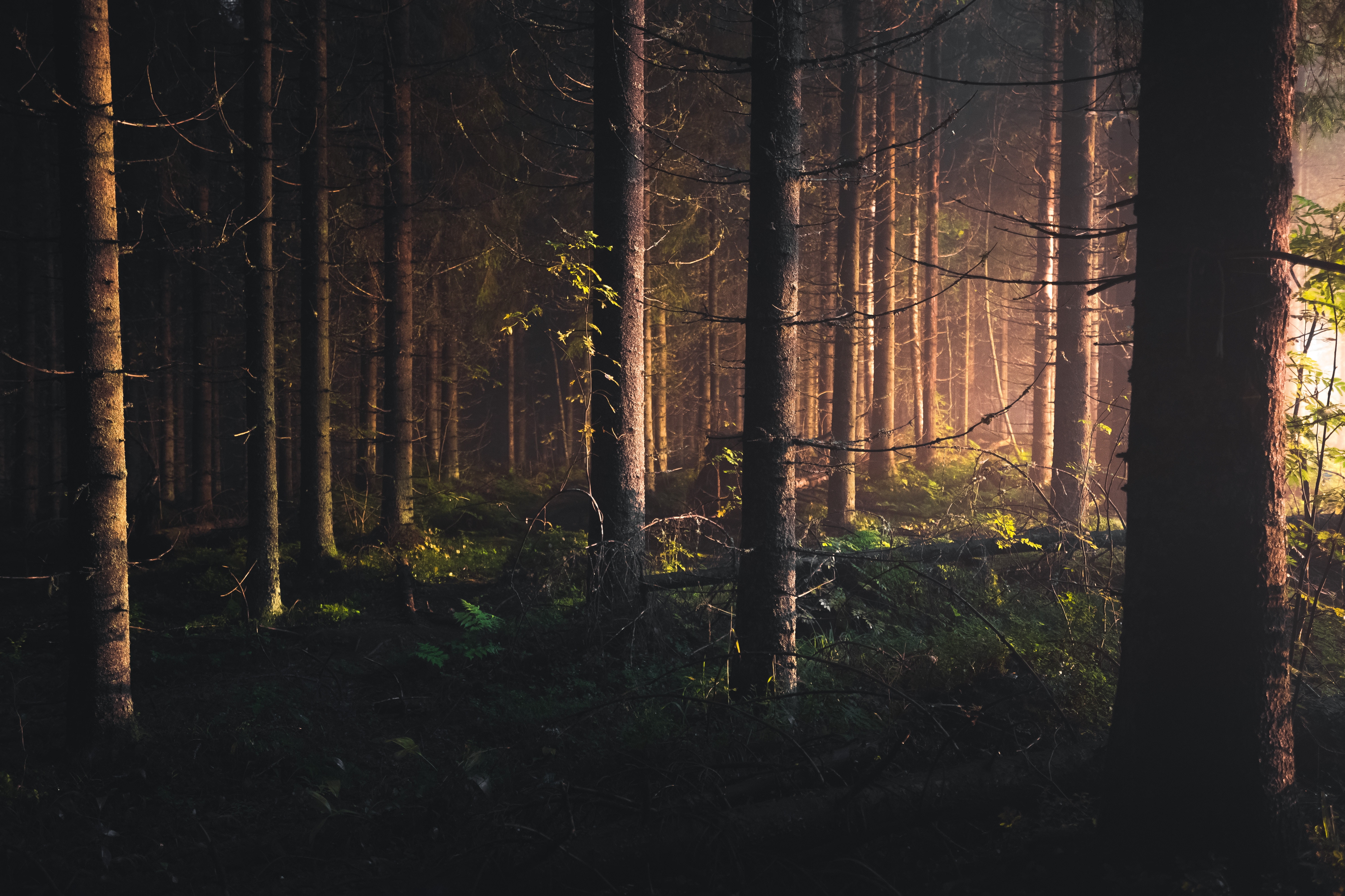 trees, forest, 5K, depth of field, Finland, Kuopio, HD Wallpaper
