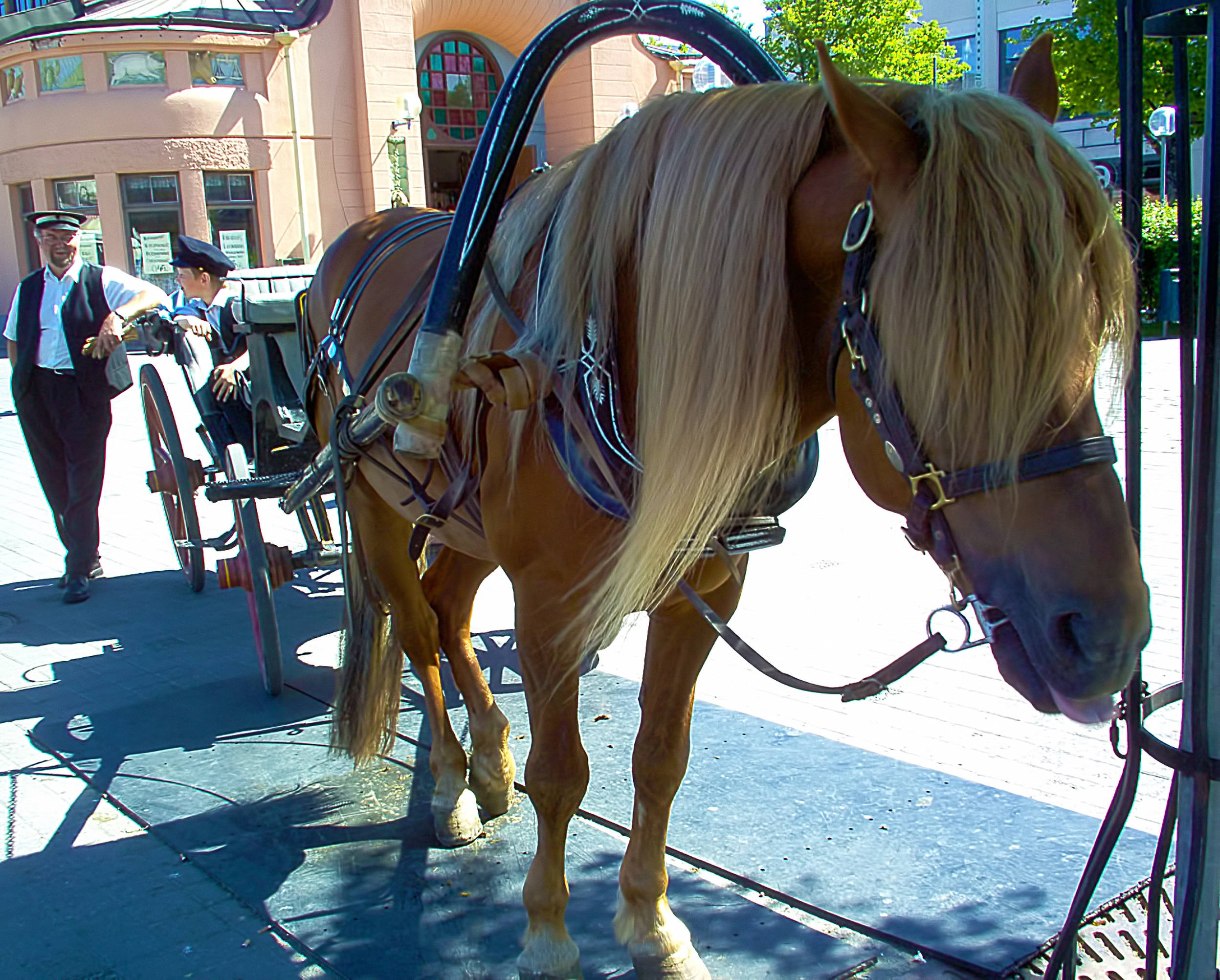 mammal, city, domestic, horsedrawn, architecture, bridle, day, carriage, pets, kuopio, outdoors, finnish, livestock, horse, horse cart, 1080P, transportation, HD Wallpaper