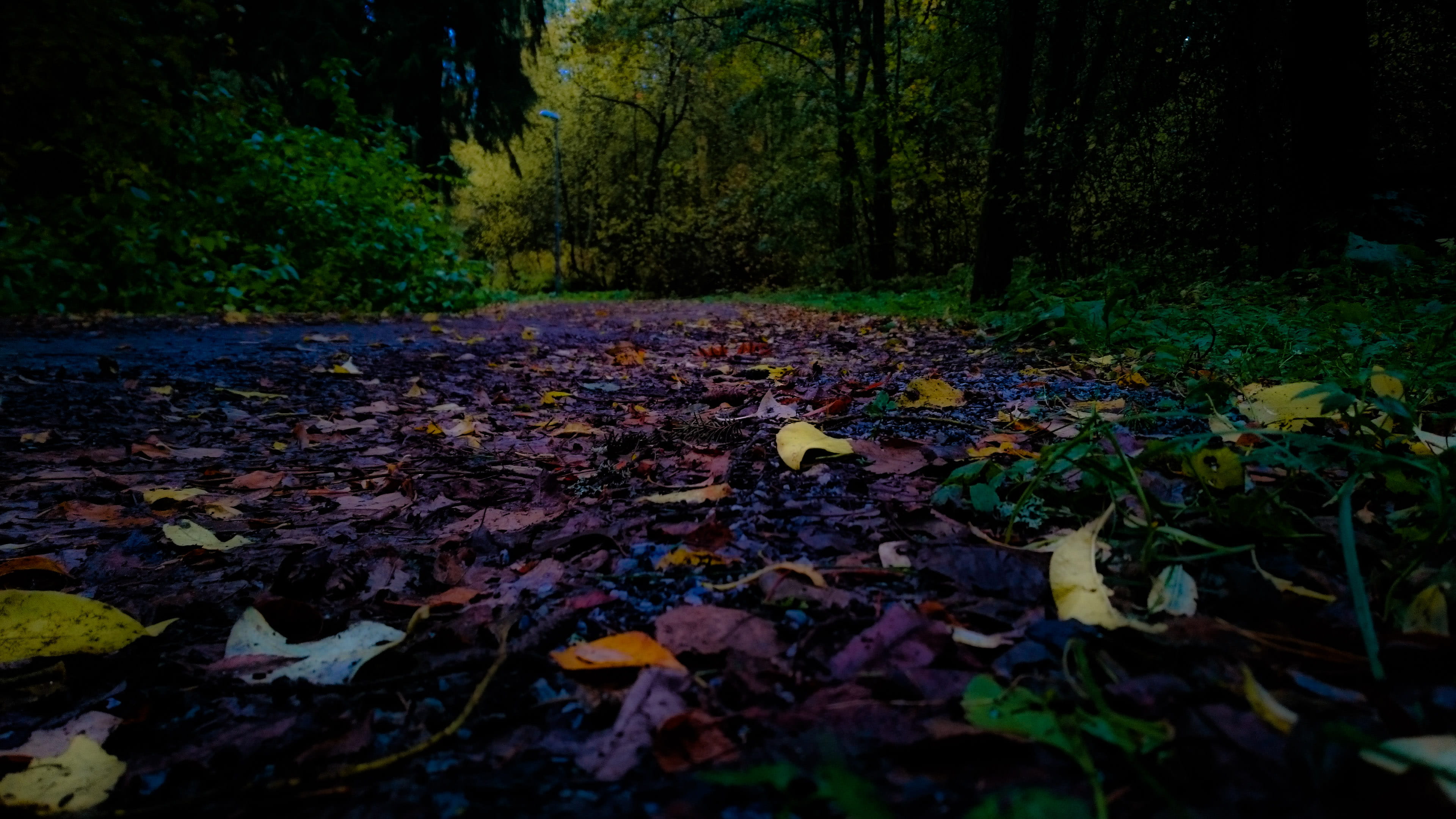 tranquility, messy, vulnerability, plant, no people, plant part, colourfull, path, tree, land, growth, field, tampere, forest, leaves, outdoors, leaf, day, HD Wallpaper