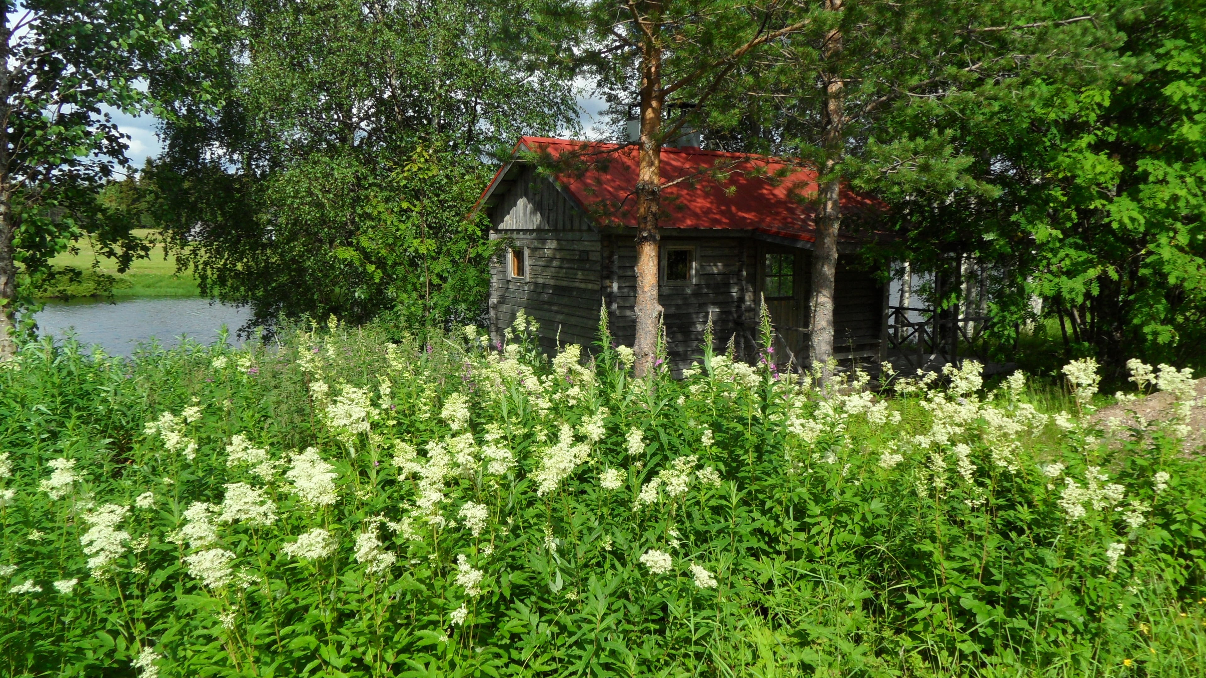 finland, flower field, log cabin, field, trees, cabin, suomi, europe, 4K, hut, wooden house, HD Wallpaper