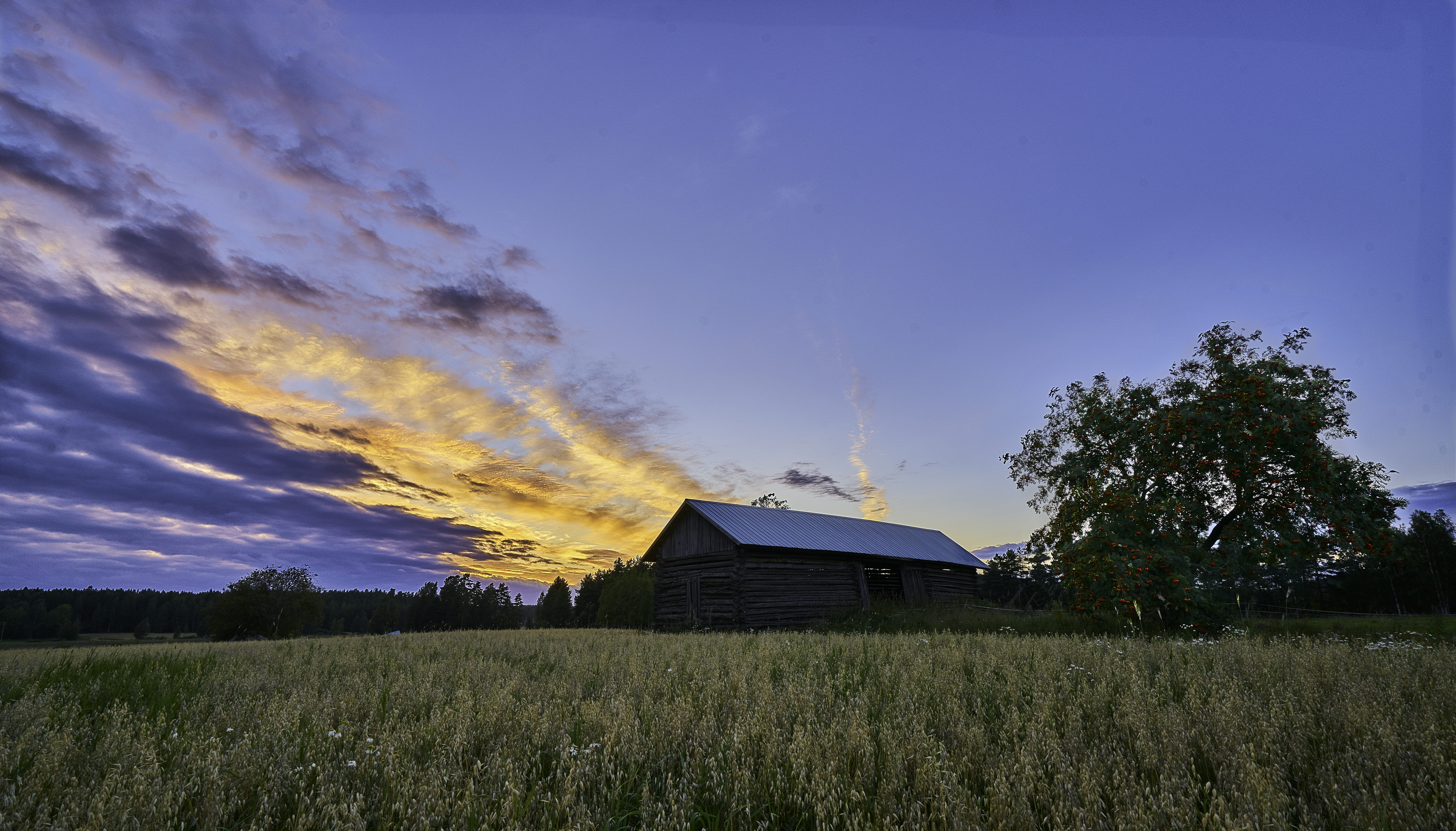 autiontie 75, rural scene, growth, tranquility, field, farm, plant, nature, scenics - nature, tree, plantation, sky, cloudscape, land, jyväskylä, agriculture, HD Wallpaper