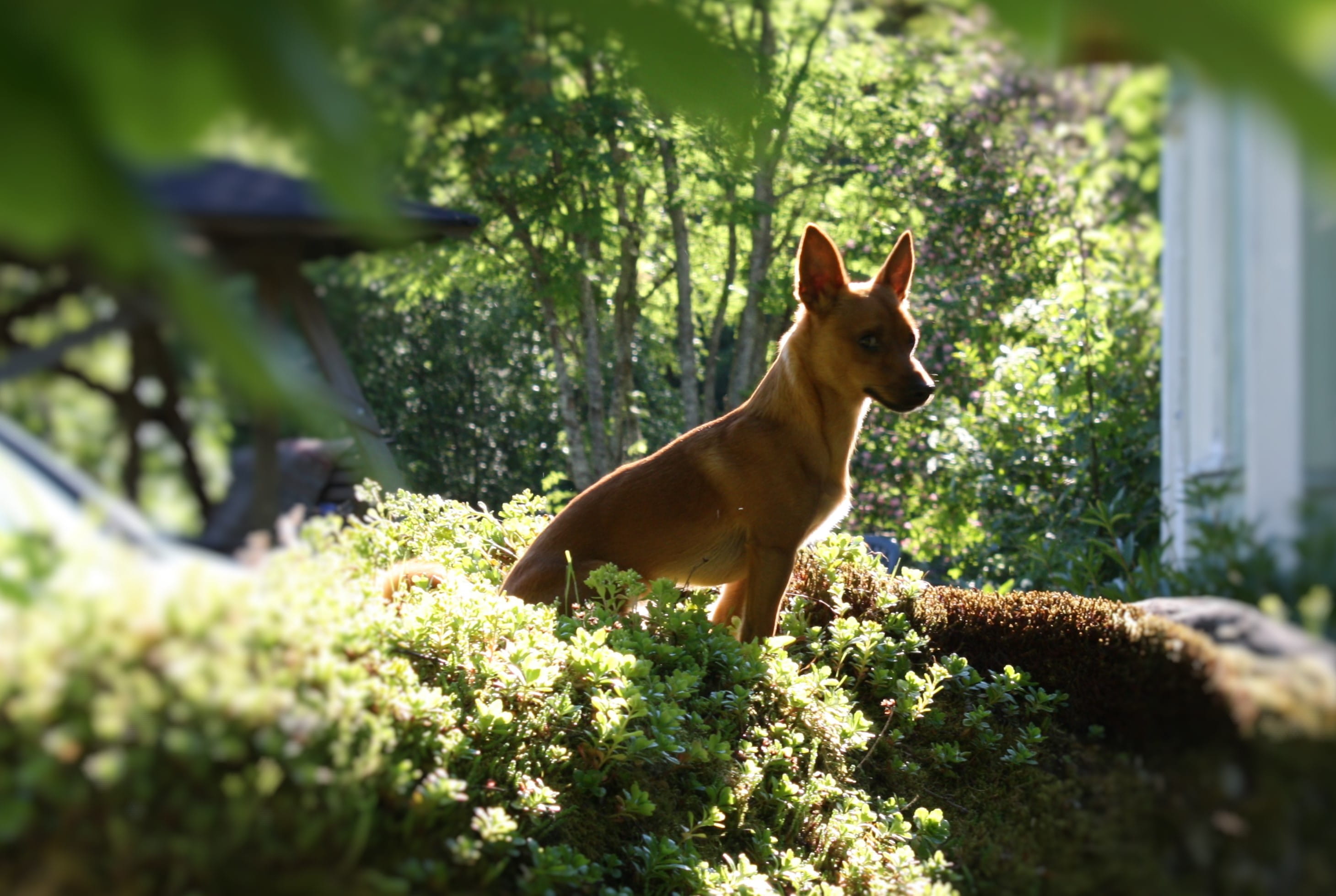 keuruu, domestic, dog, summer, outdoors, 2K, small, domestic animals, mammal, growth, eelis, sunshine, cottage, no people, one animal, animal wildlife, HD Wallpaper